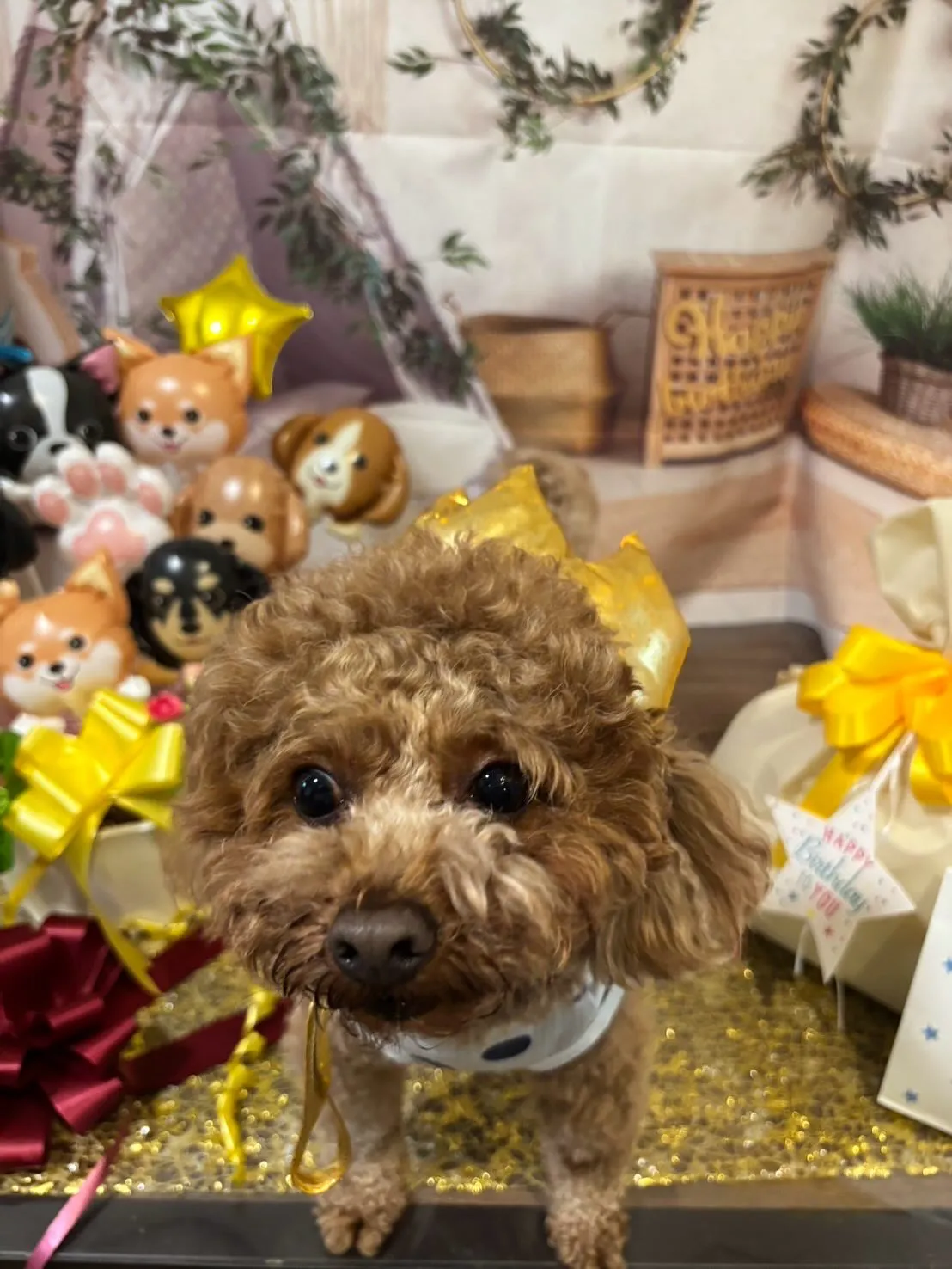 昨日はモカくんのお誕生日でした🎂㊗️