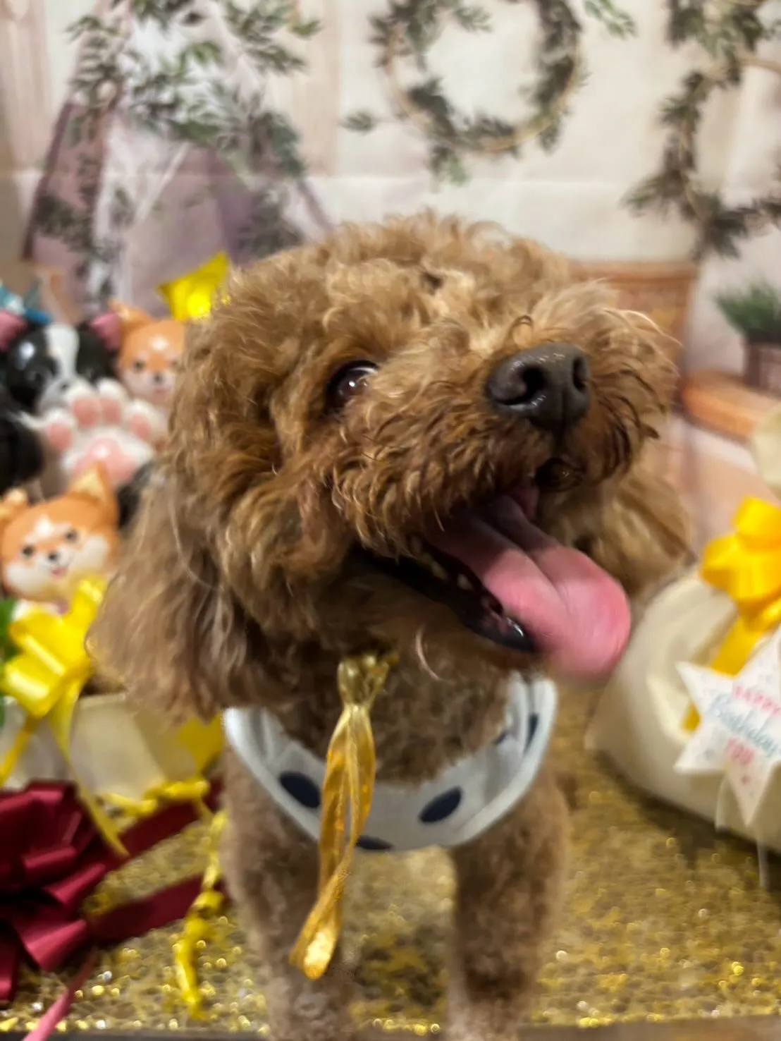 昨日はモカくんのお誕生日でした🎂㊗️