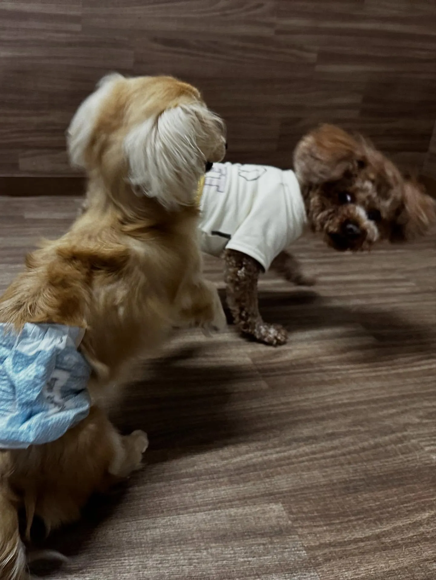 昨日はモカくんのお誕生日でした🎂㊗️