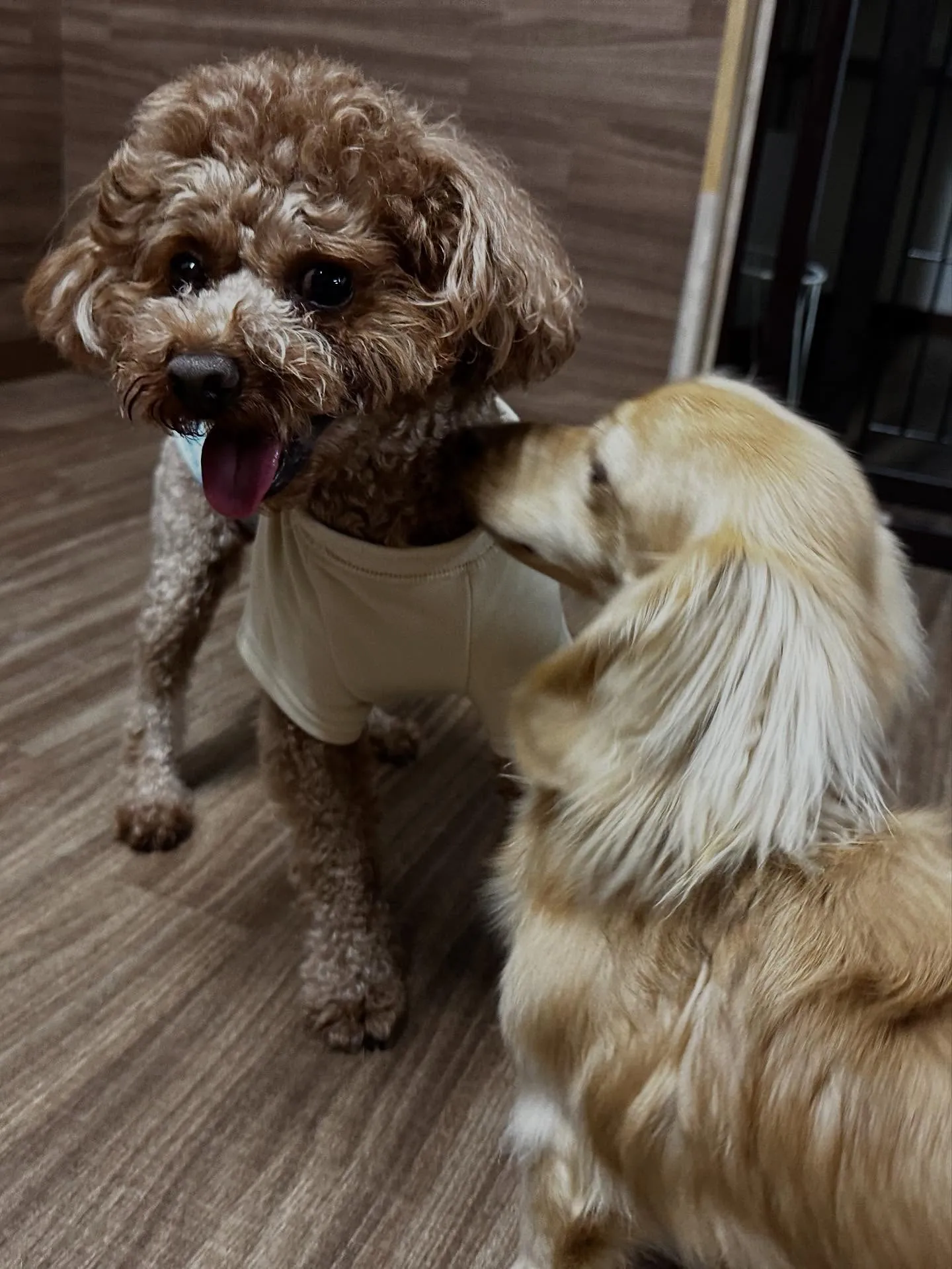 昨日はモカくんのお誕生日でした🎂㊗️