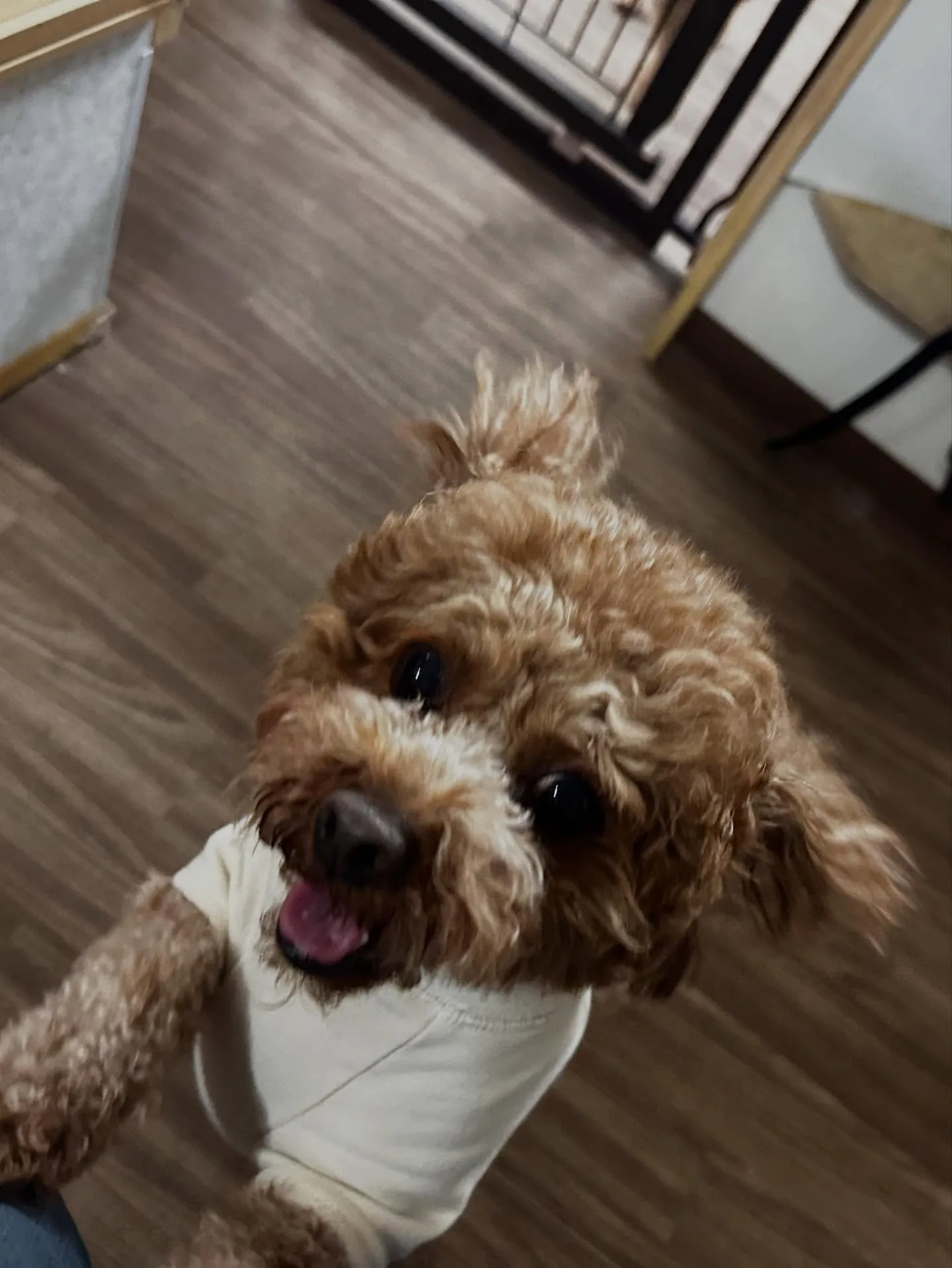 昨日はモカくんのお誕生日でした🎂㊗️