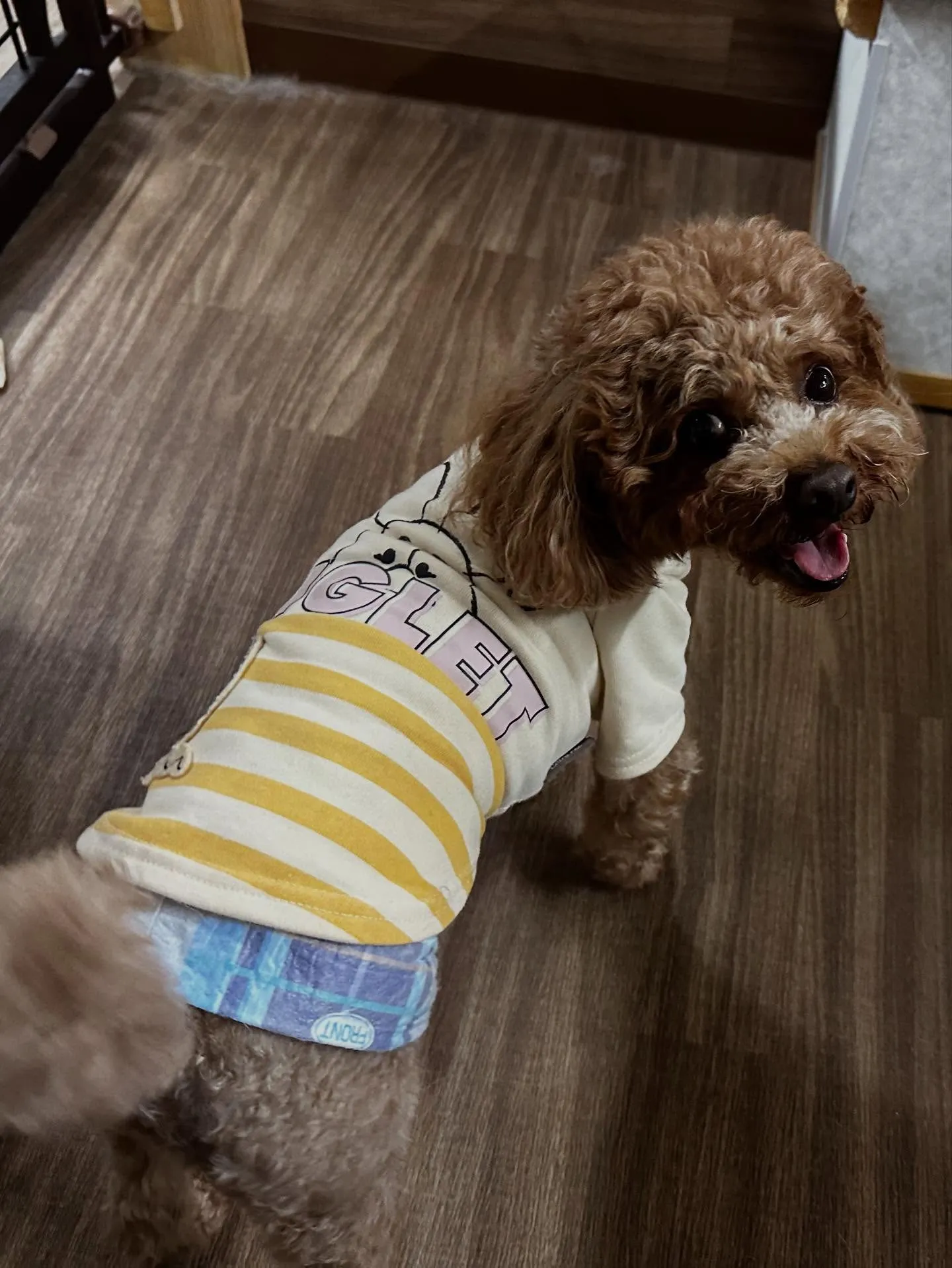 昨日はモカくんのお誕生日でした🎂㊗️