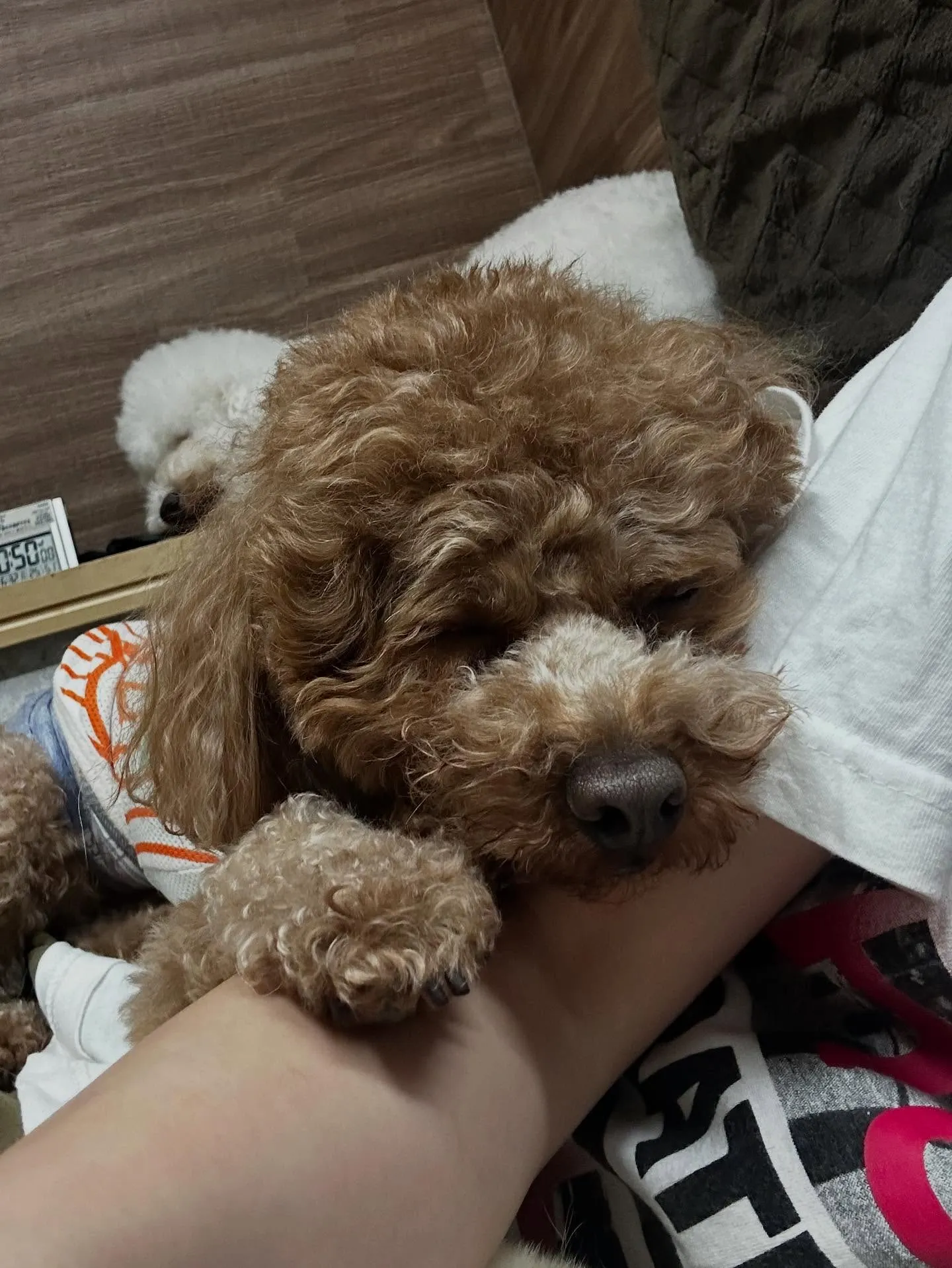 昨日はモカくんのお誕生日でした🎂㊗️