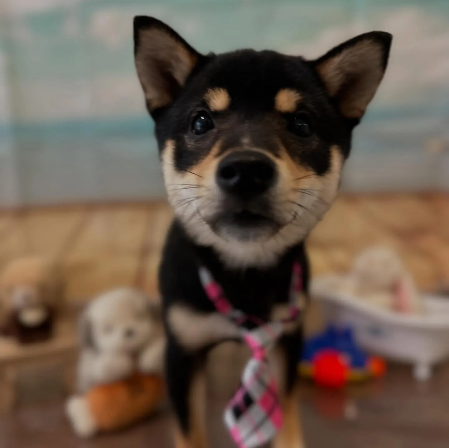 トリミングのセットメニューをご利用頂いたわんこたちです🐶