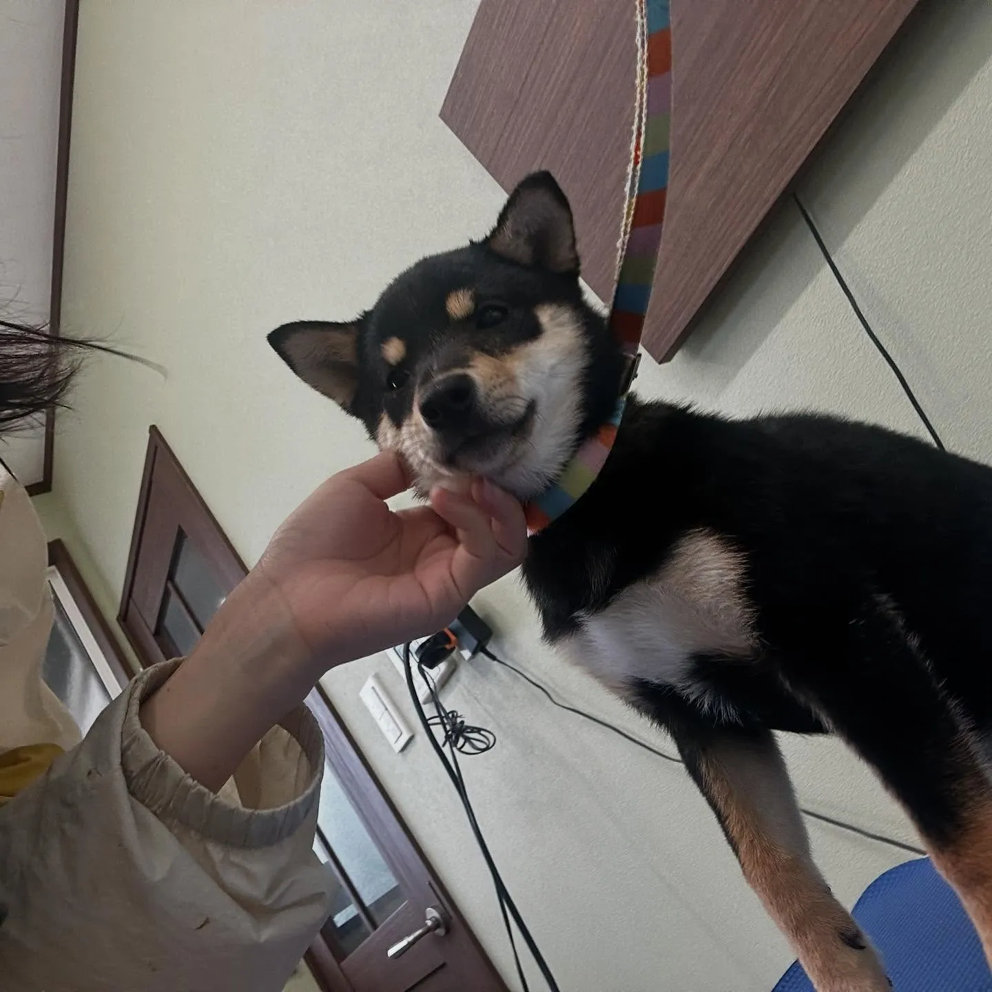 トリミングのセットメニューをご利用頂いたわんこたちです🐶