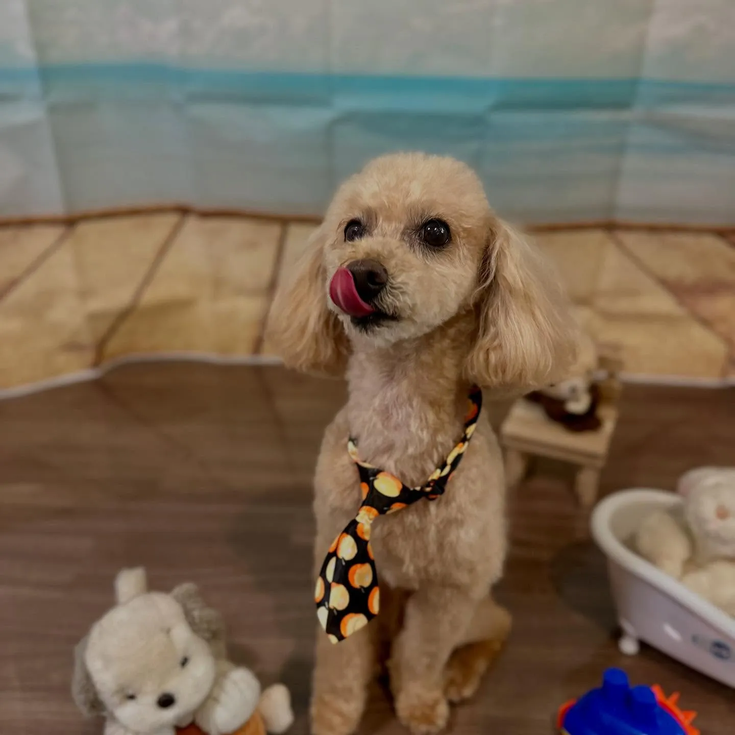 トリミングのセットメニューをご利用頂いたわんこたちです🐶