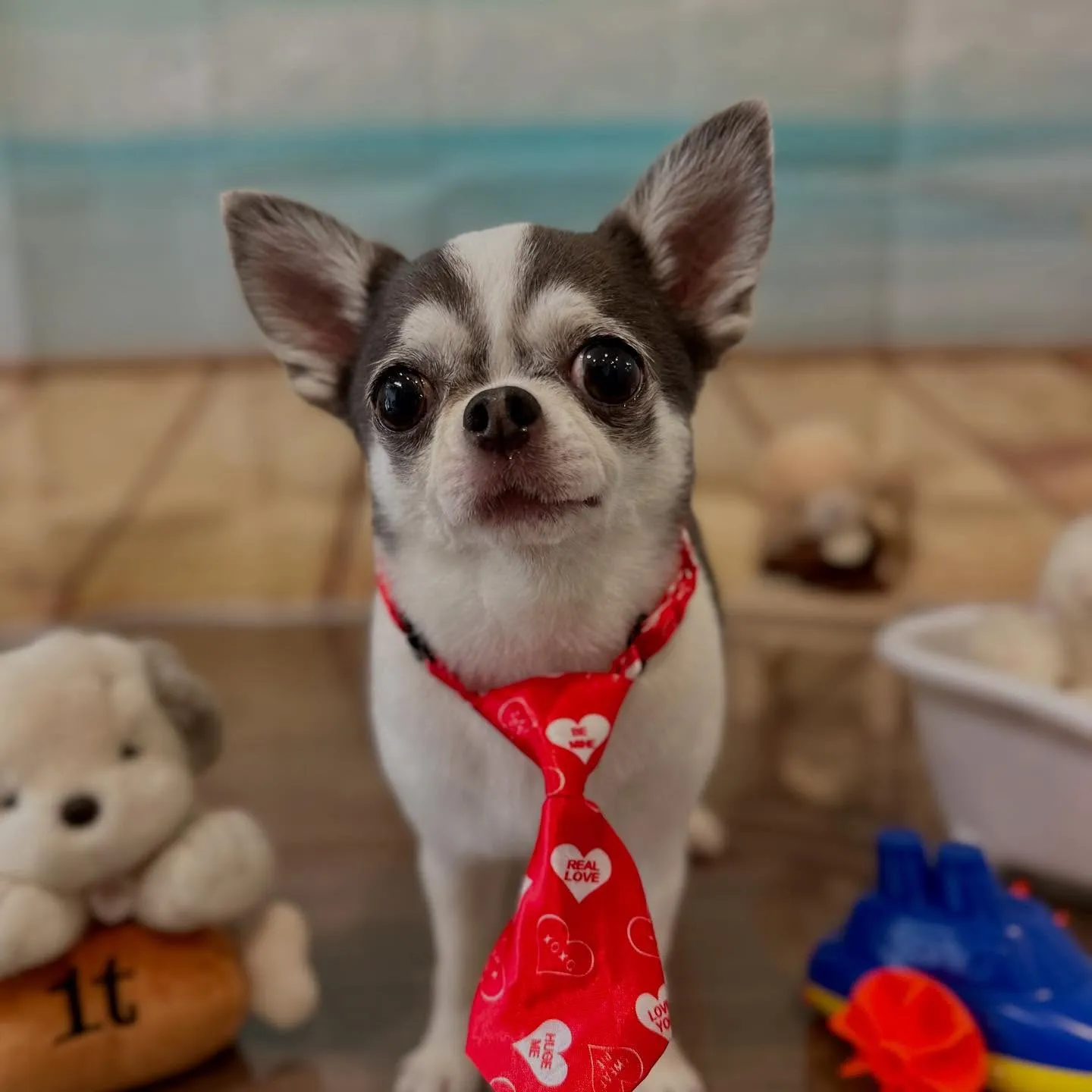 トリミングのセットメニューをご利用頂いたわんこたちです🐶