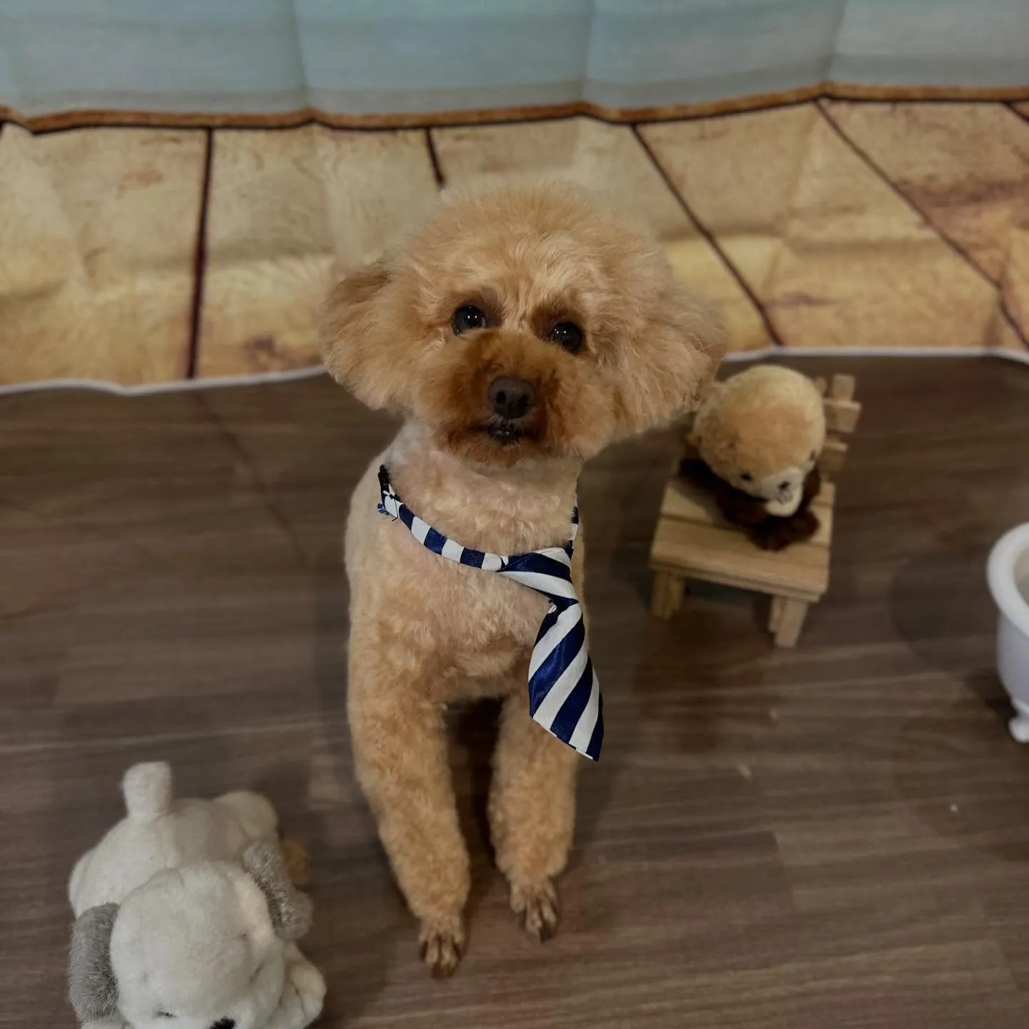 トリミングのセットメニューをご利用頂いたわんこたちです🐶