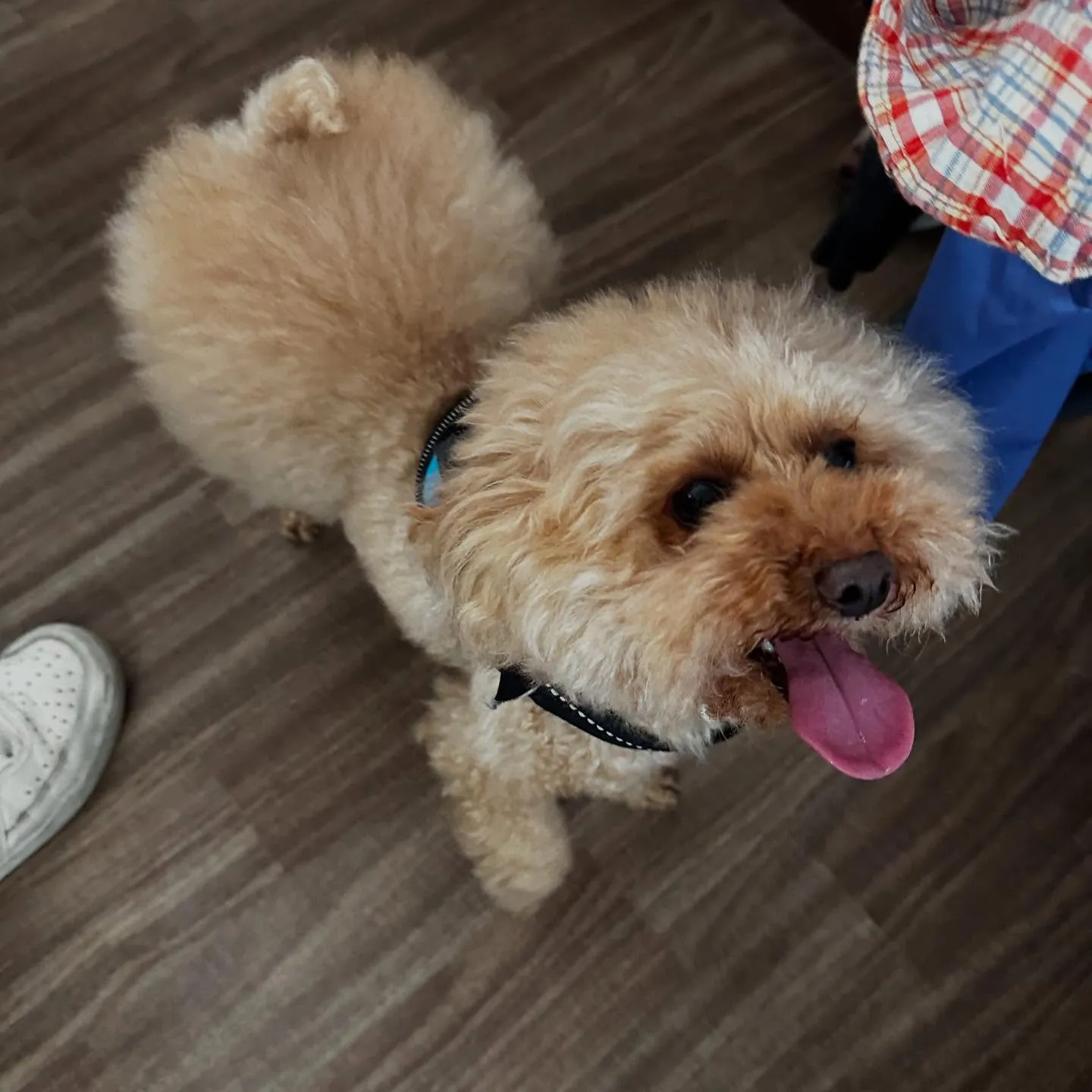 トリミングのセットメニューをご利用頂いたわんこたちです🐶