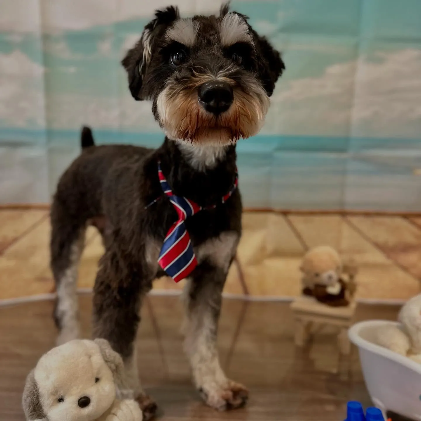 トリミングのセットメニューをご利用頂いたわんこたちです🐶