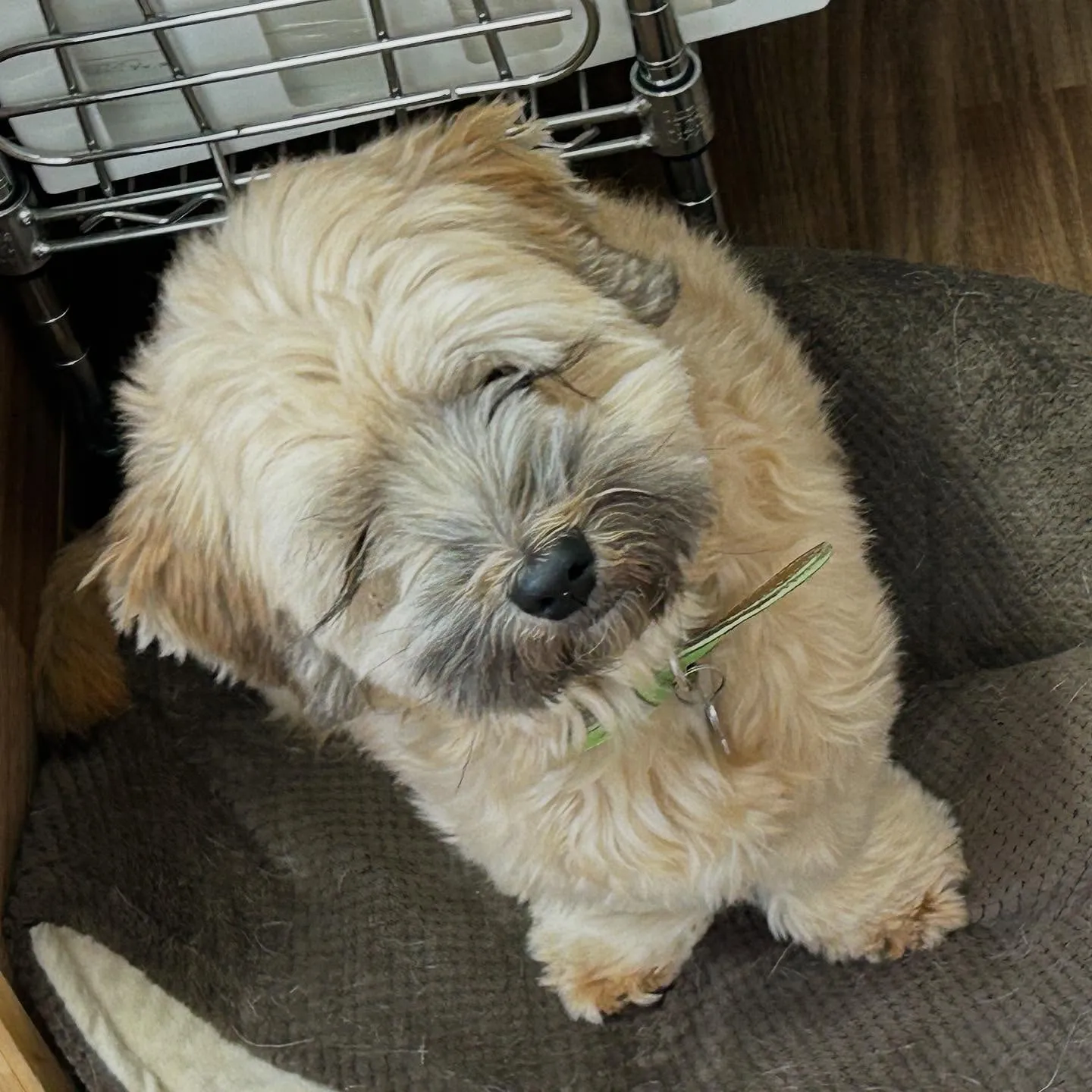 入会してくれたヴェスくんです💖