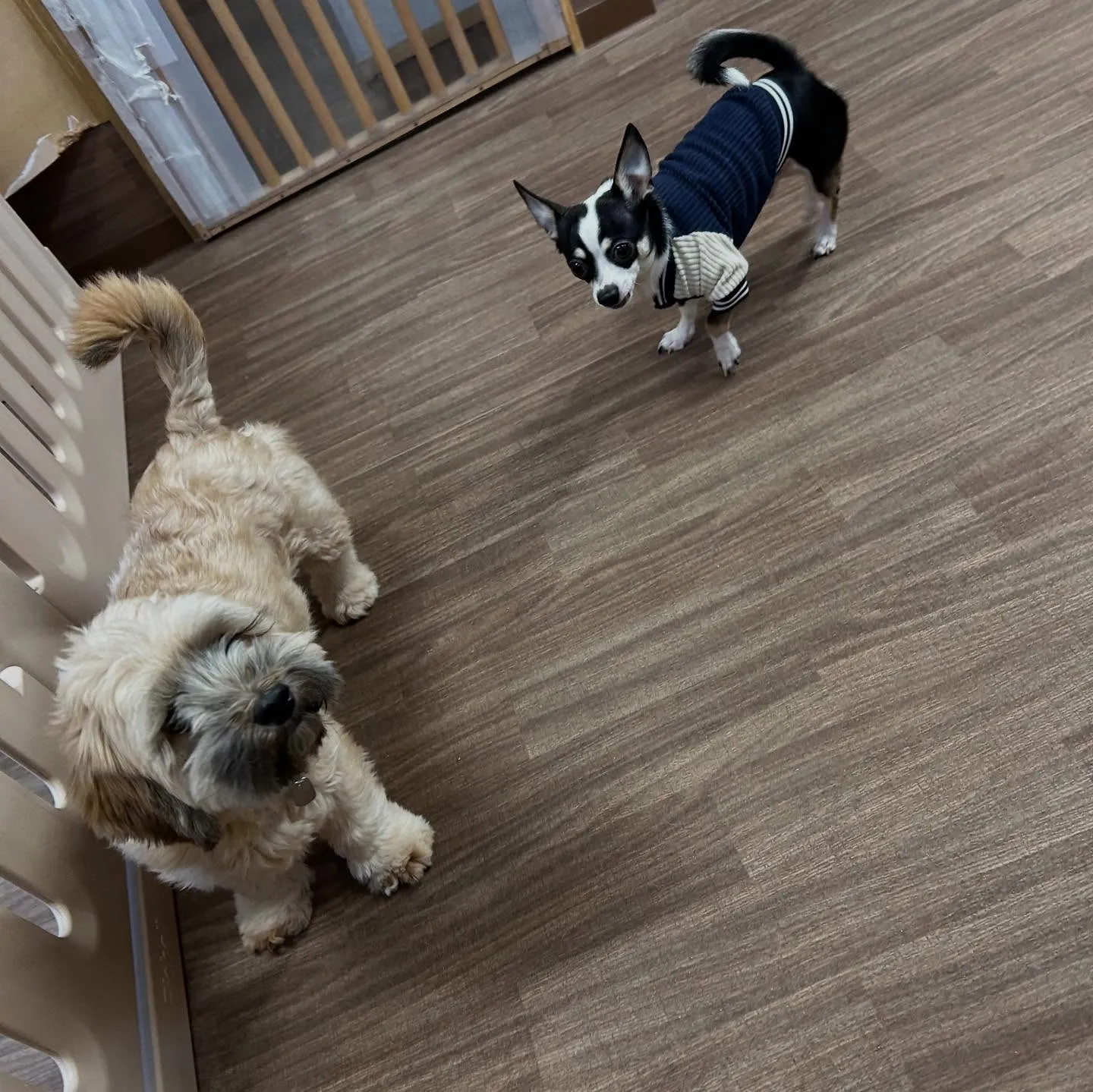 入会してくれたヴェスくんです💖