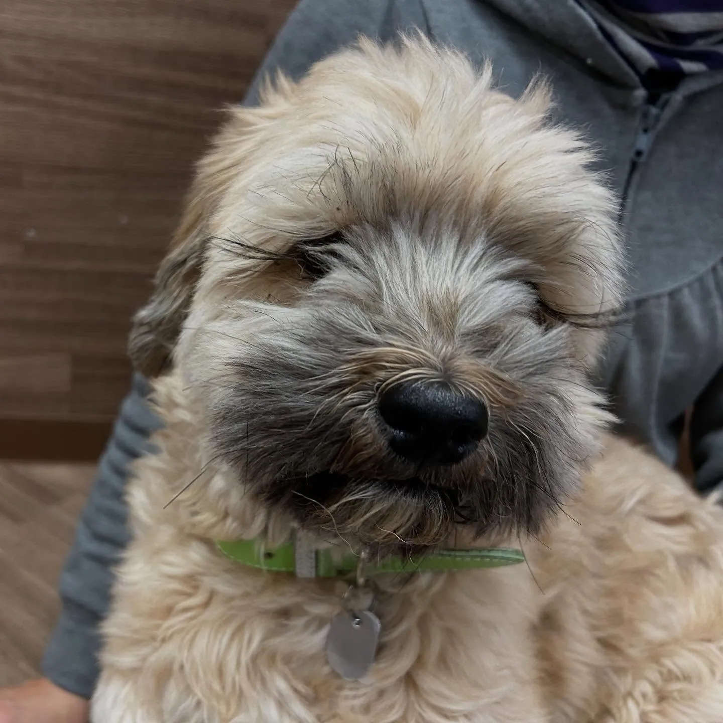 入会してくれたヴェスくんです💖