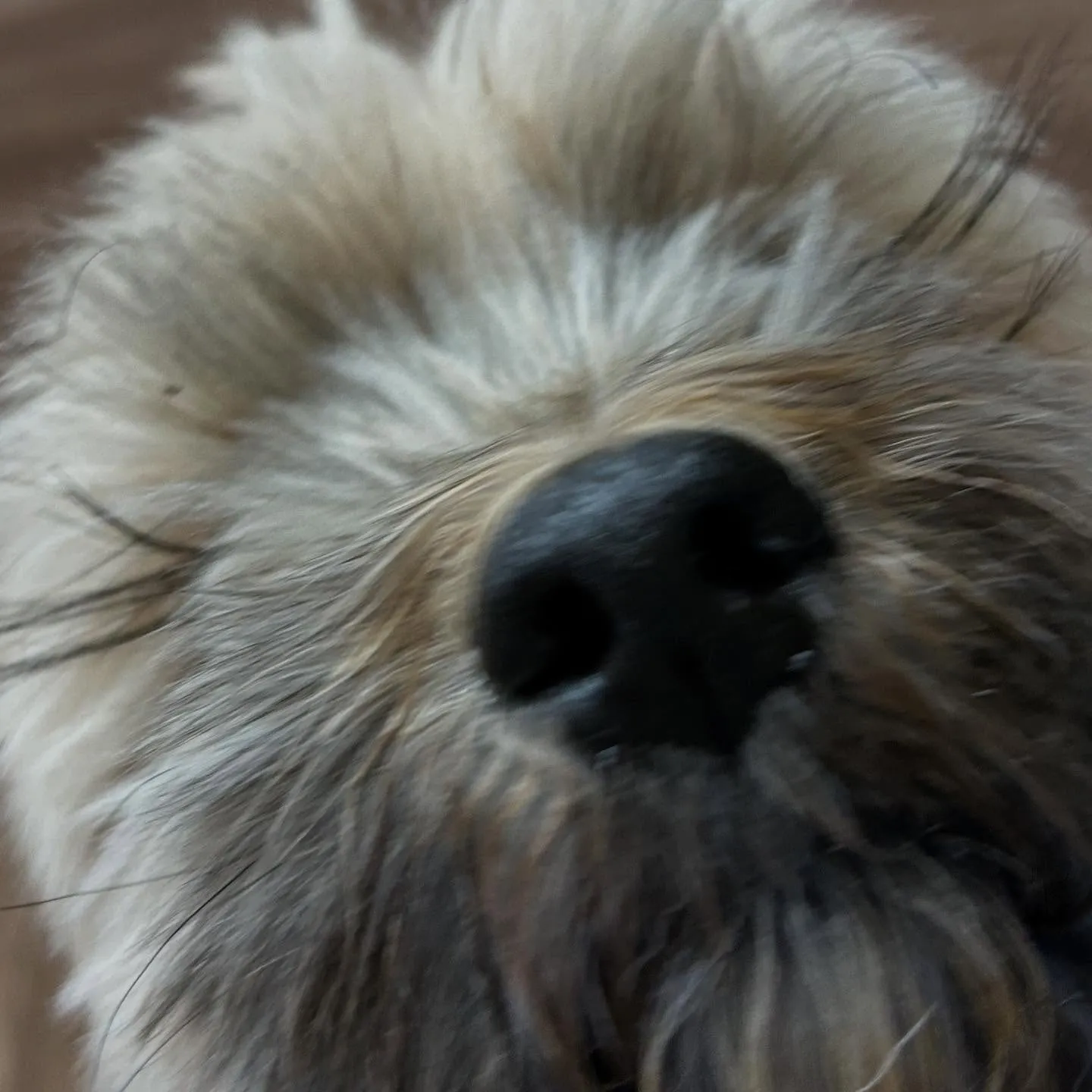 入会してくれたヴェスくんです💖