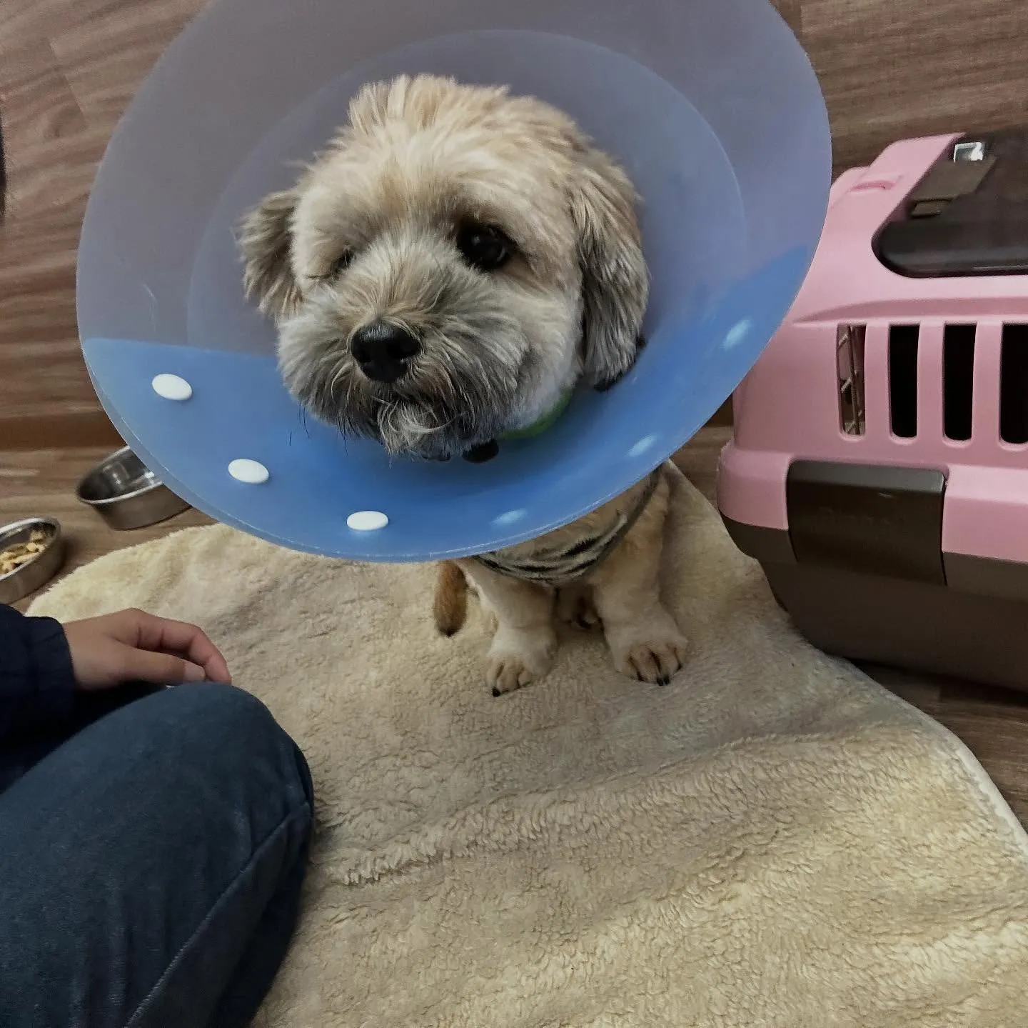 入会してくれたヴェスくんです💖