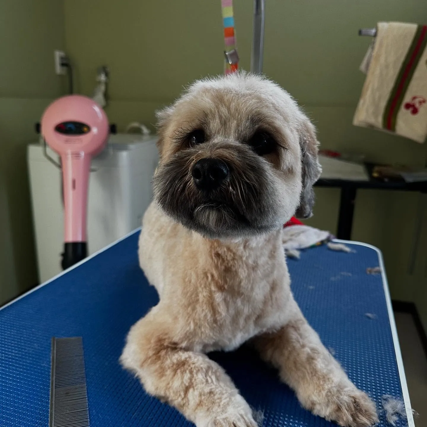 入会してくれたヴェスくんです💖