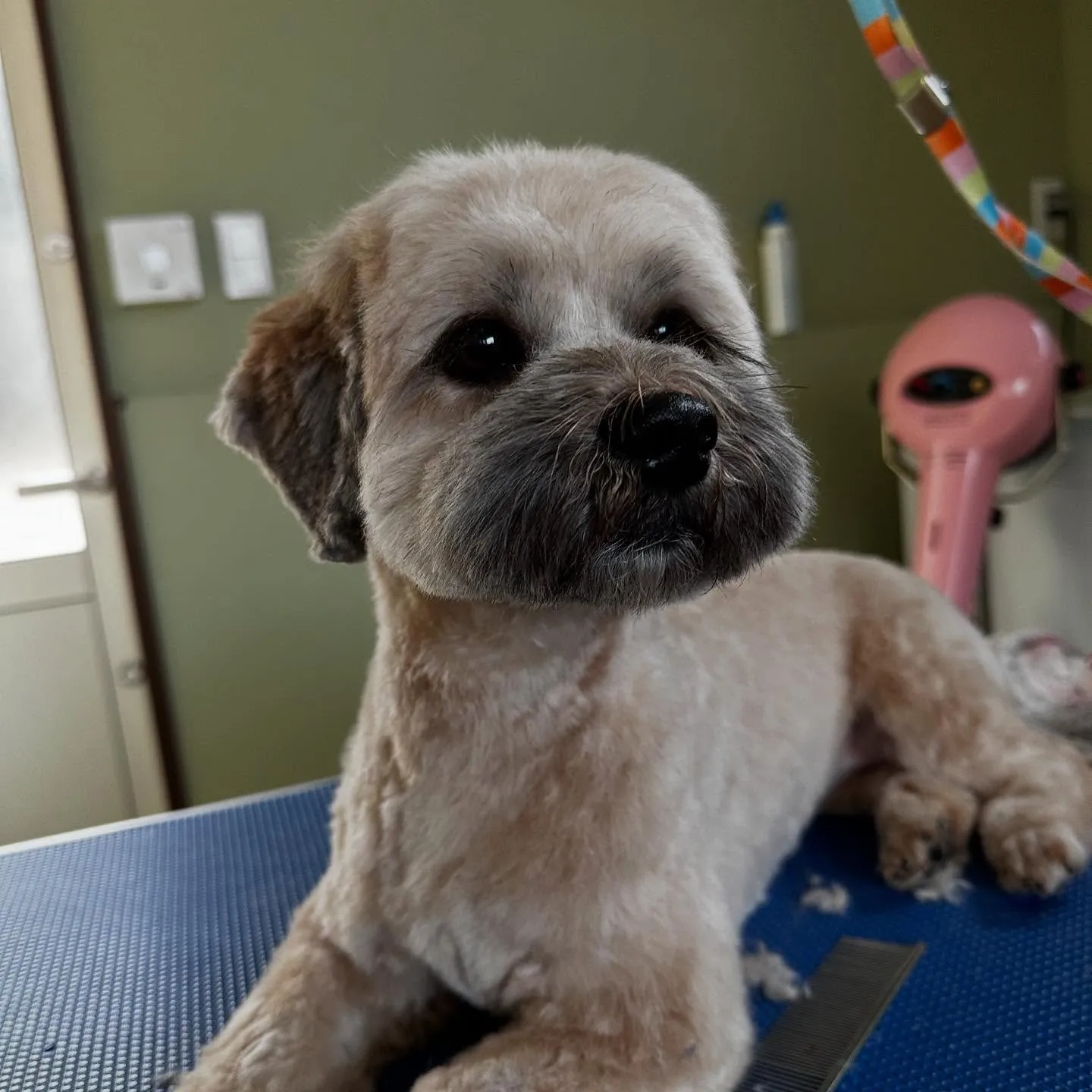 入会してくれたヴェスくんです💖