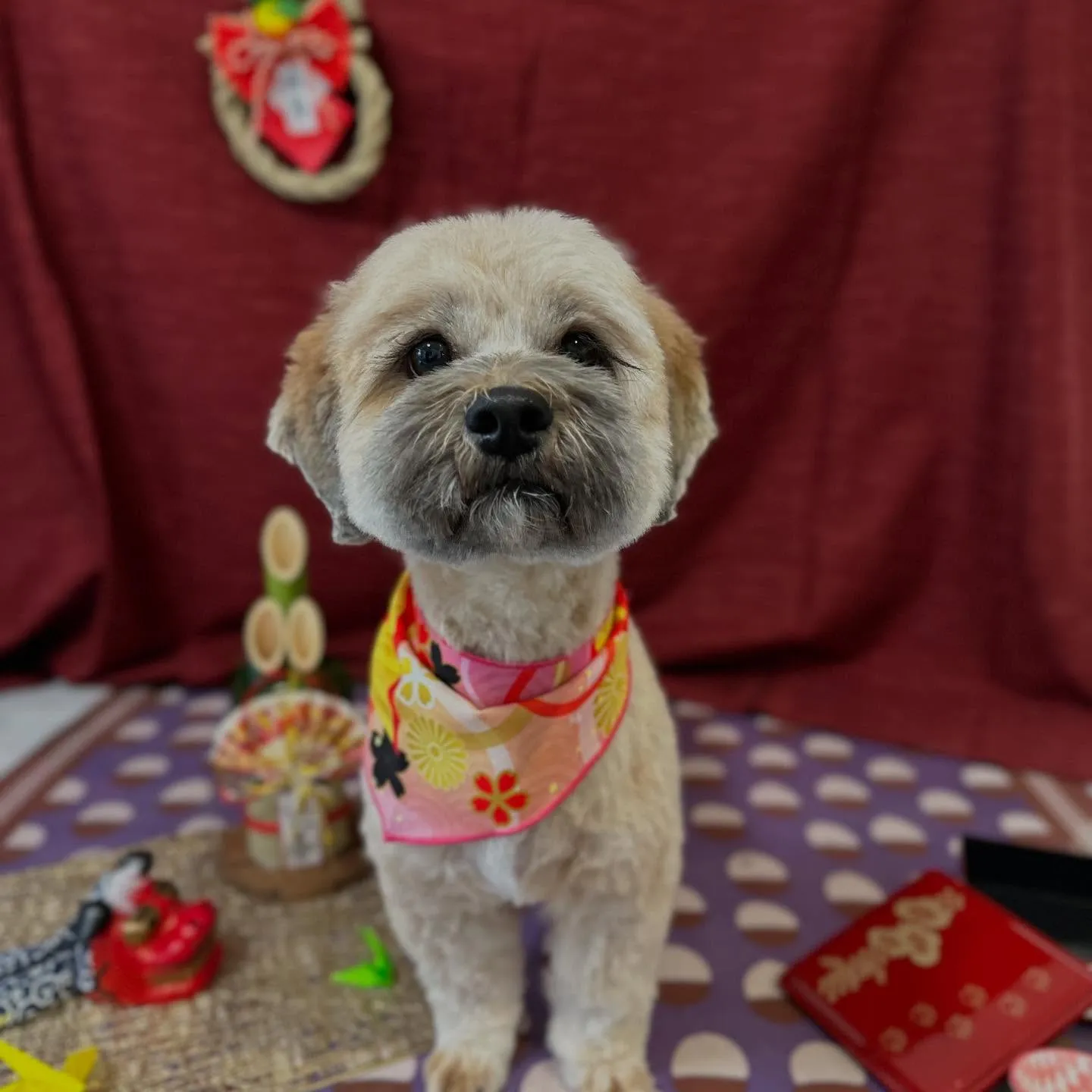 入会してくれたヴェスくんです💖