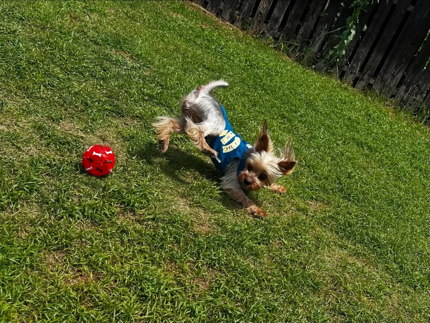 平素より当園をご利用頂きまして誠にありがとうございます🐾