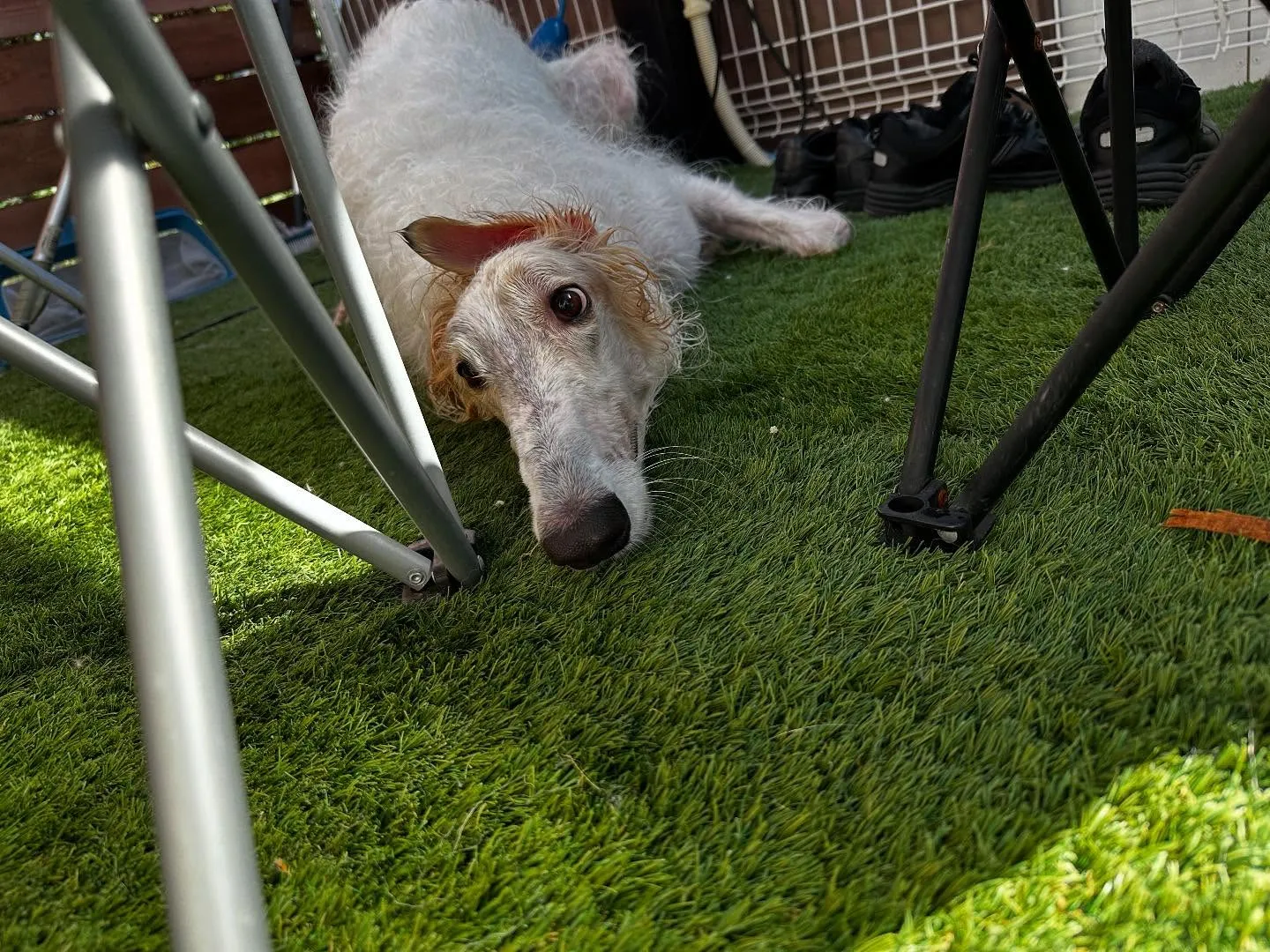 平素より当園をご利用頂きまして誠にありがとうございます🐾