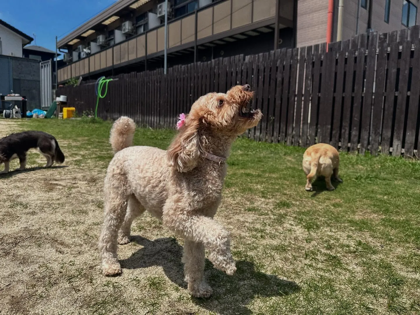 平素より当園をご利用頂きまして誠にありがとうございます🐾