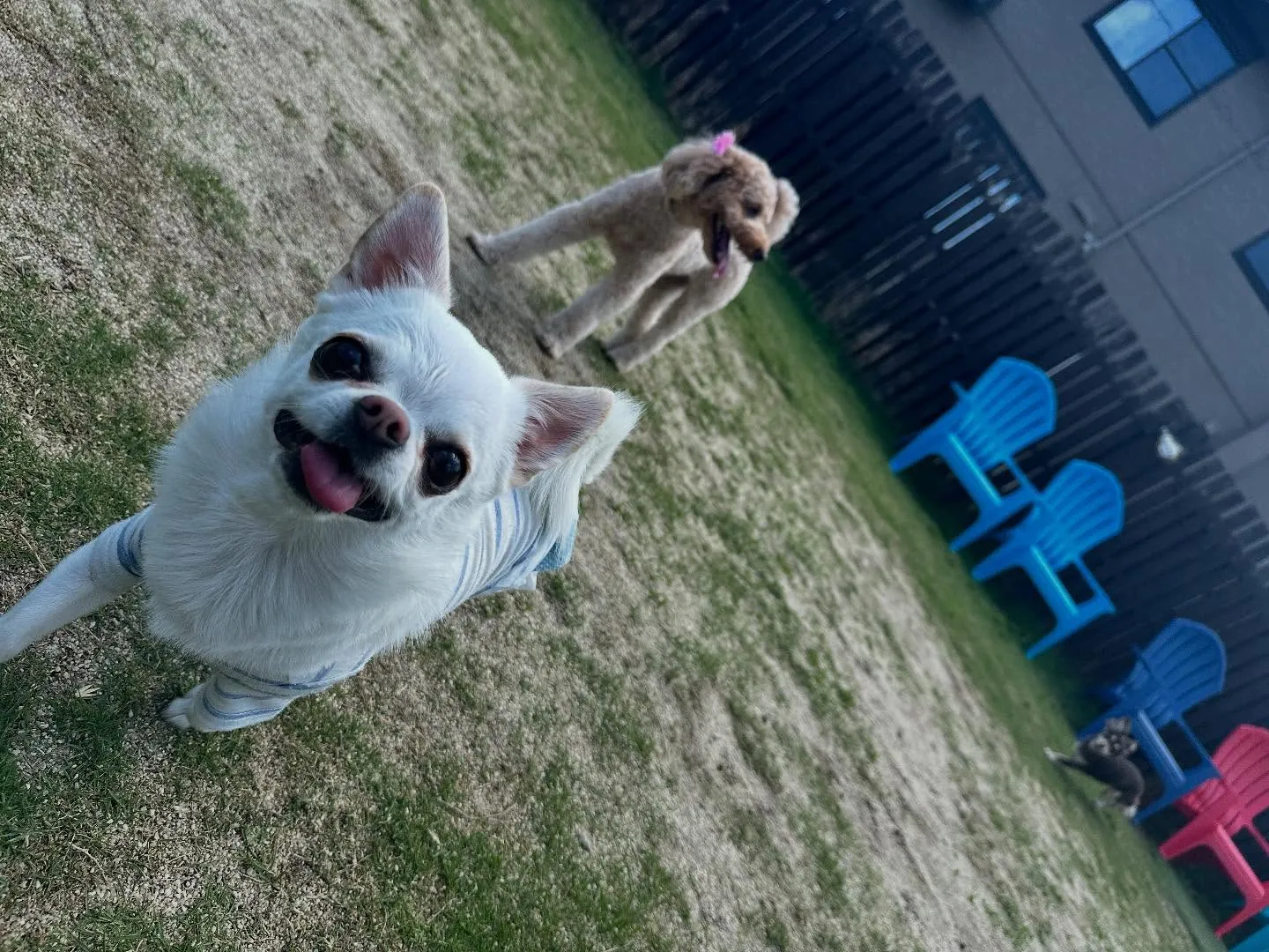 平素より当園をご利用頂きまして誠にありがとうございます🐾