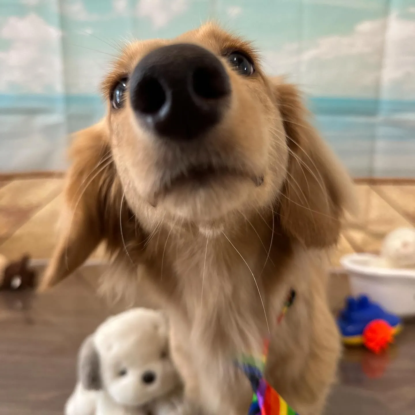 トリミングのセットメニューをご利用頂いたわんこたちです🎶