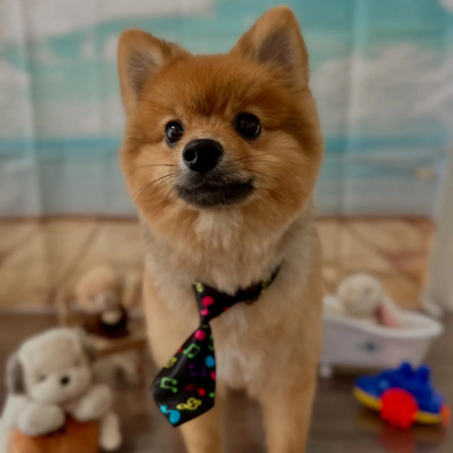 トリミングのセットメニューをご利用頂いたわんこたちです🎶