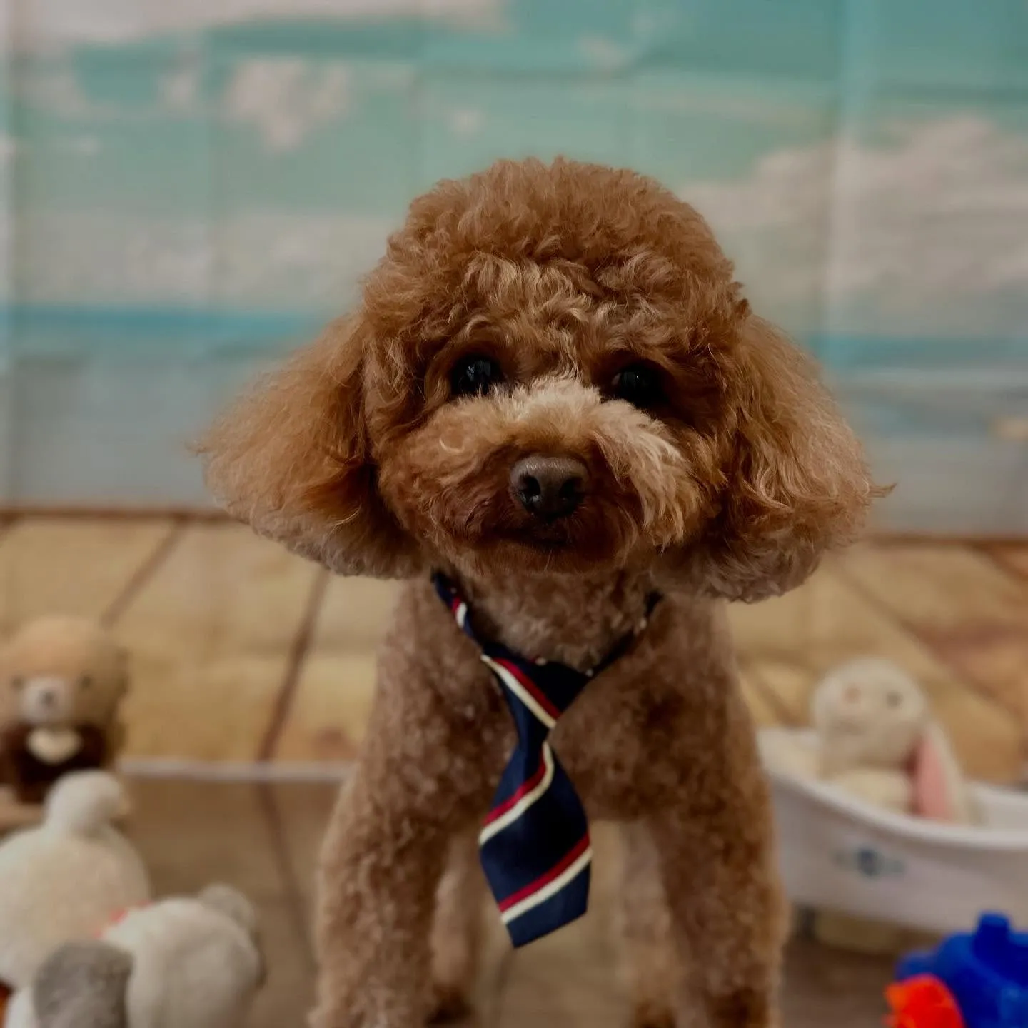 トリミングのセットメニューをご利用頂いたわんこたちです🎶