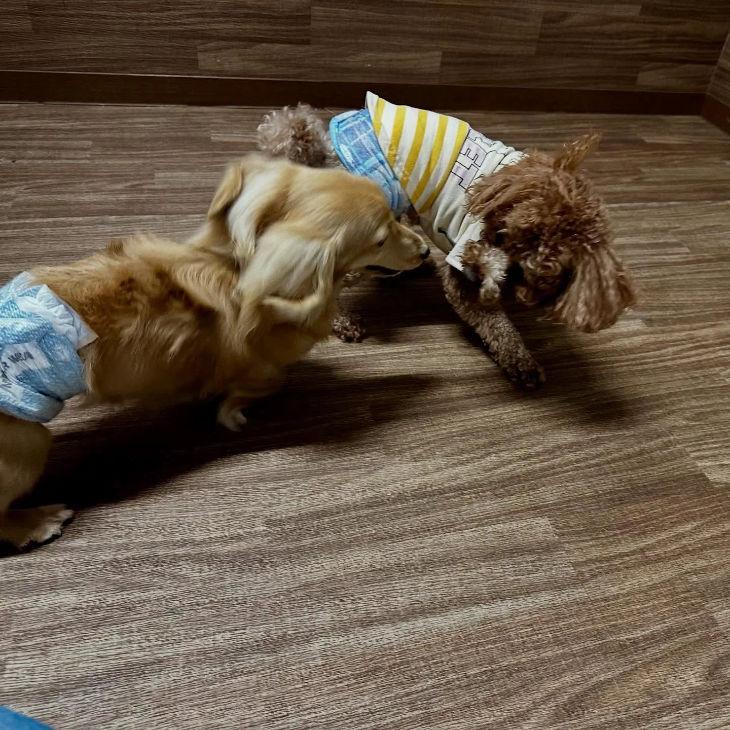 トリミングのセットメニューをご利用頂いたわんこたちです🎶