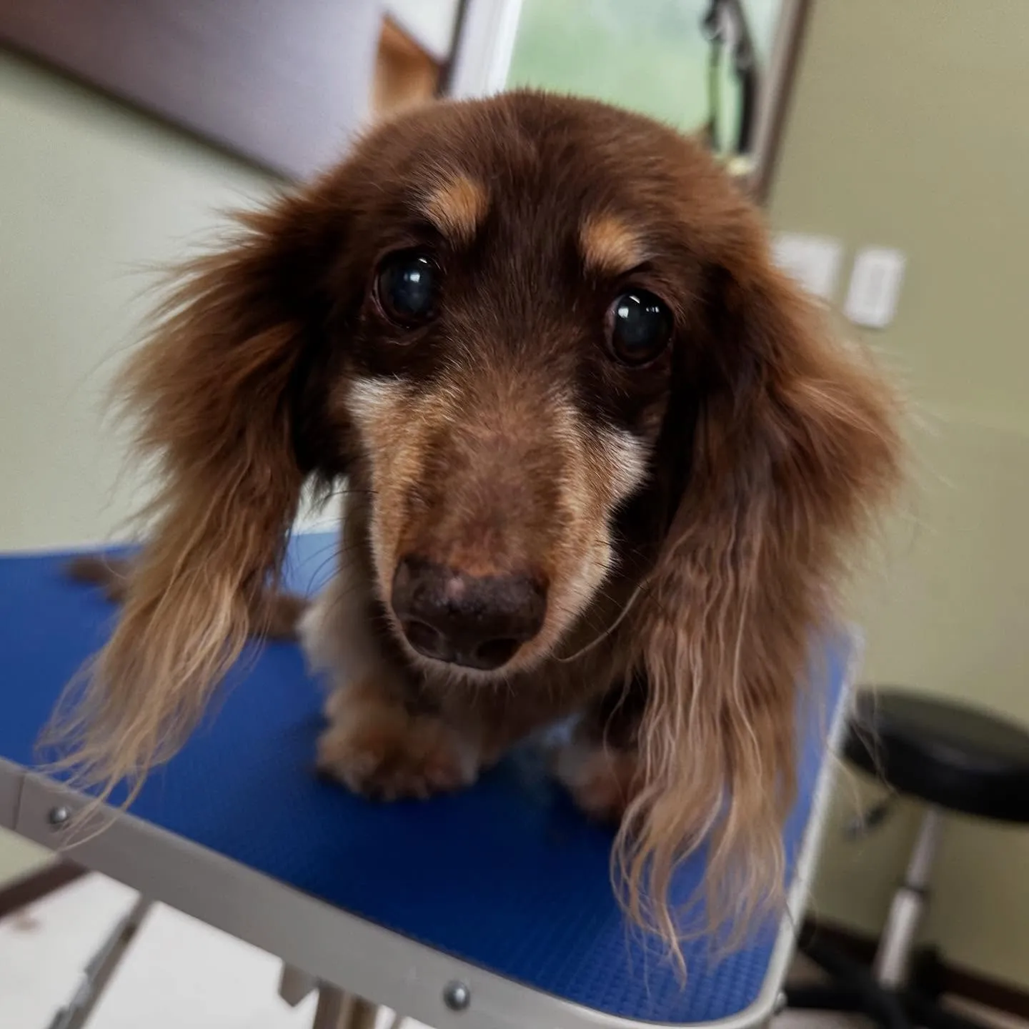 トリミングのセットメニューをご利用頂いたわんこたちです🎶