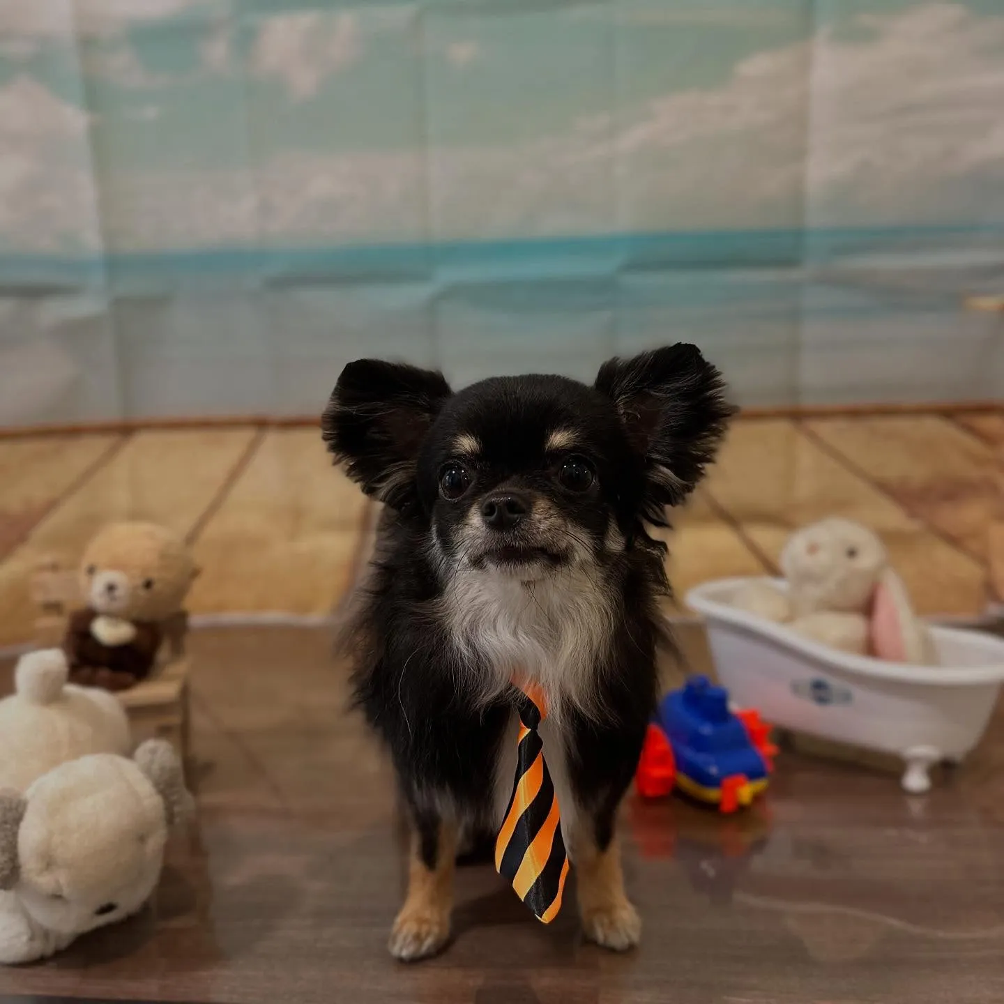 トリミングのセットメニューをご利用頂いたわんこたちです🎶