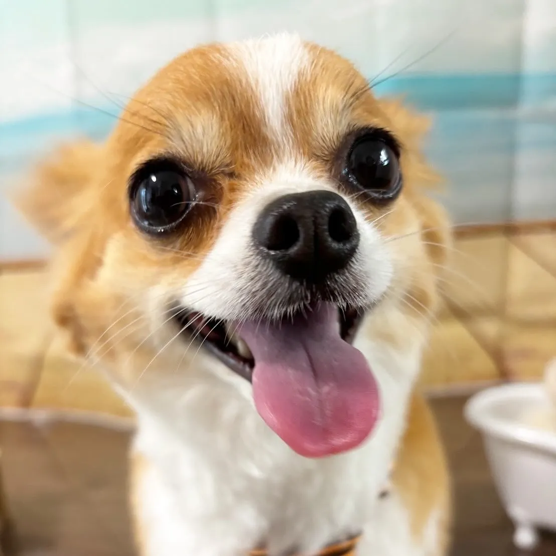 トリミングのセットメニューをご利用頂いたわんこたちです🐾