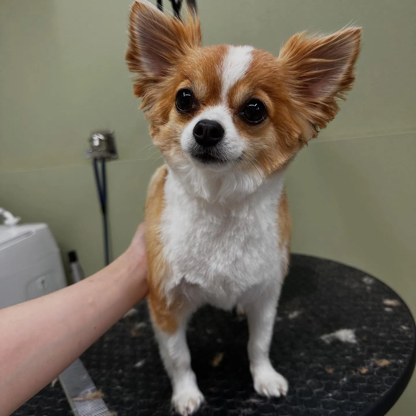 トリミングのセットメニューをご利用頂いたわんこたちです🐾