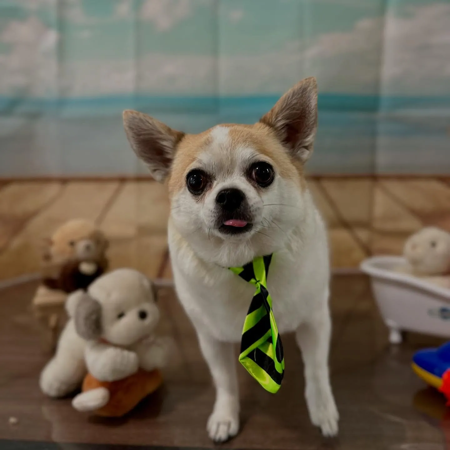 トリミングのセットメニューをご利用頂いたわんこたちです🐾