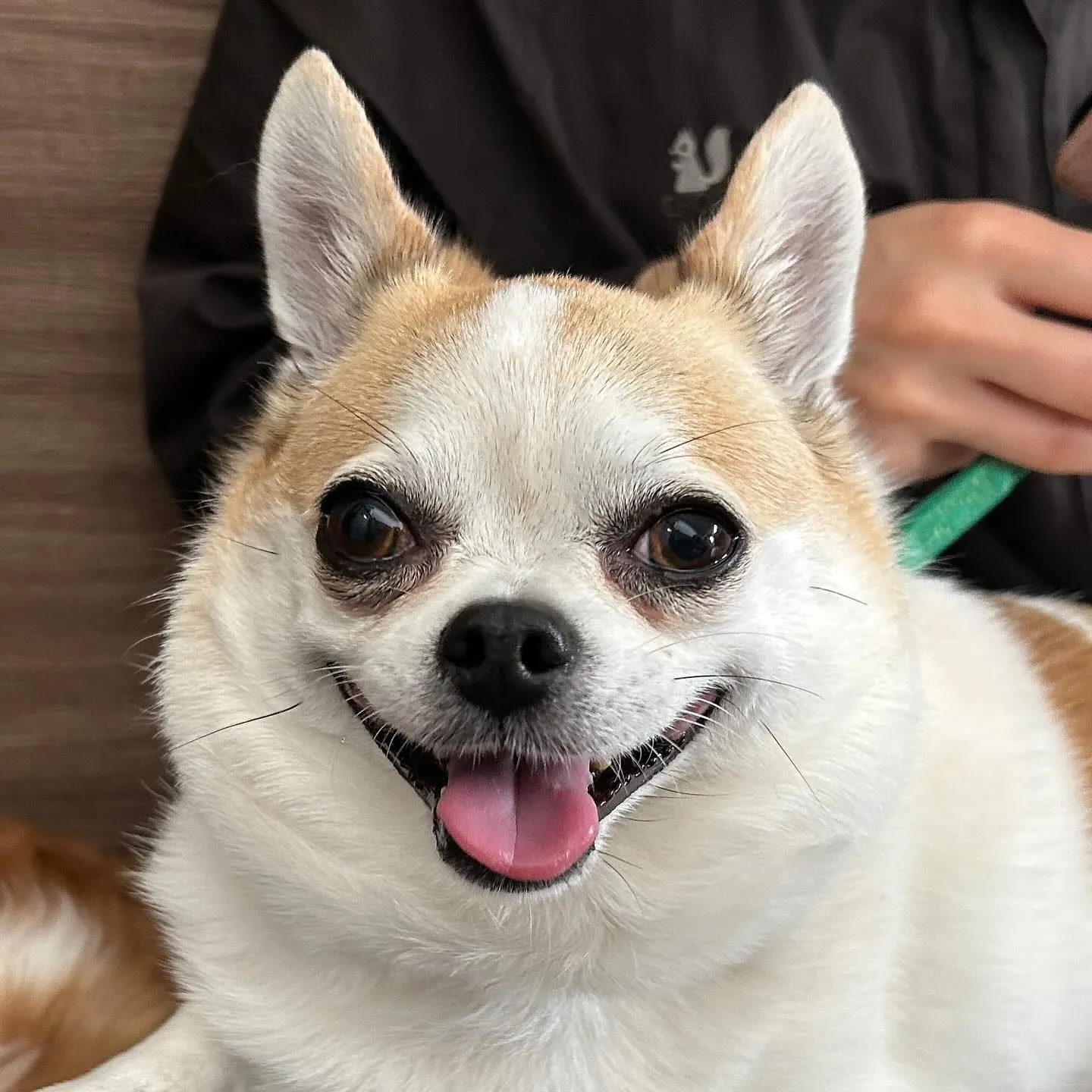 トリミングのセットメニューをご利用頂いたわんこたちです🐾