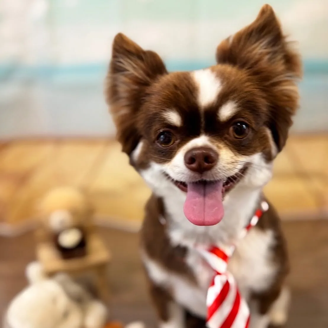 トリミングのセットメニューをご利用頂いたわんこたちです🐾