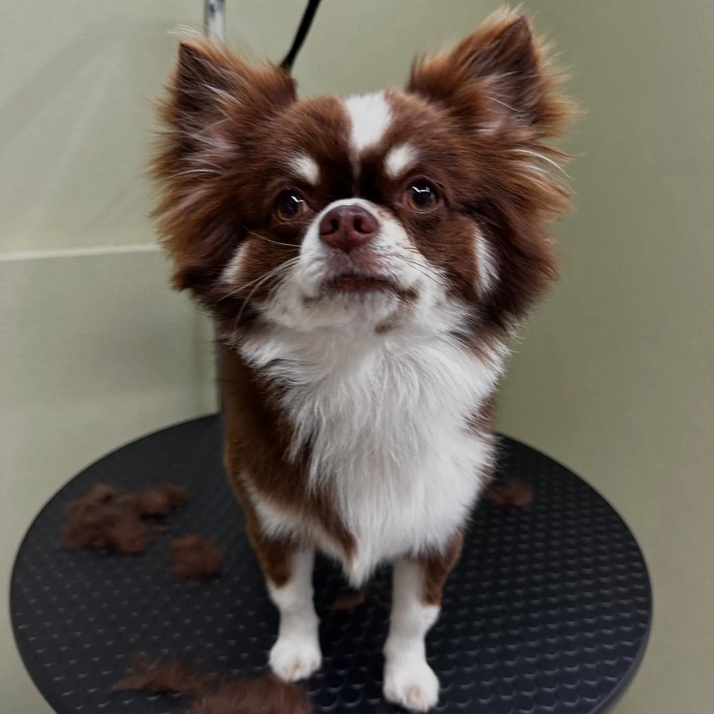 トリミングのセットメニューをご利用頂いたわんこたちです🐾