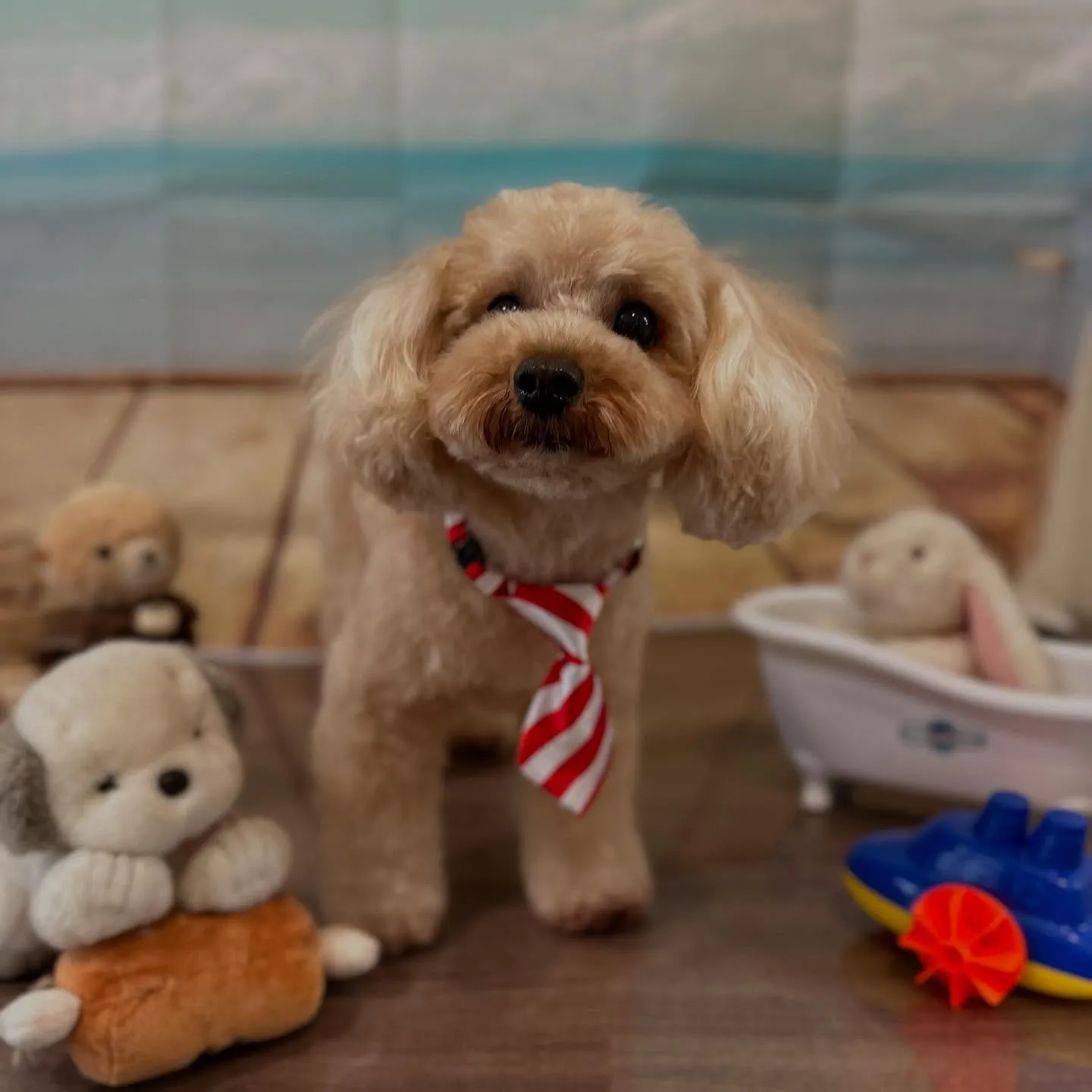 トリミングのセットメニューをご利用頂いたわんこたちです🐾