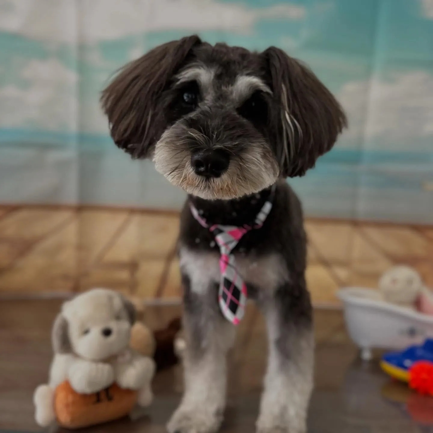 トリミングのセットメニューをご利用頂いたわんこたちです🐾