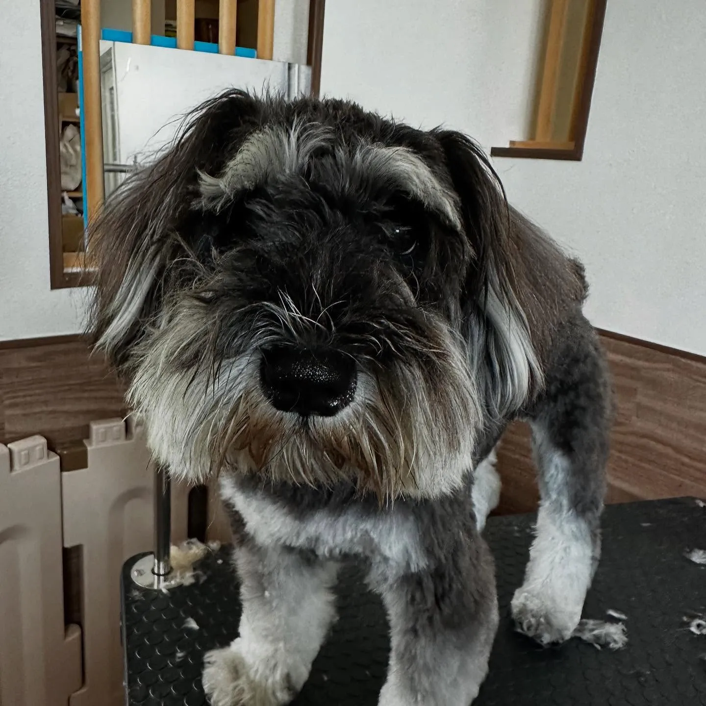 トリミングのセットメニューをご利用頂いたわんこたちです🐾