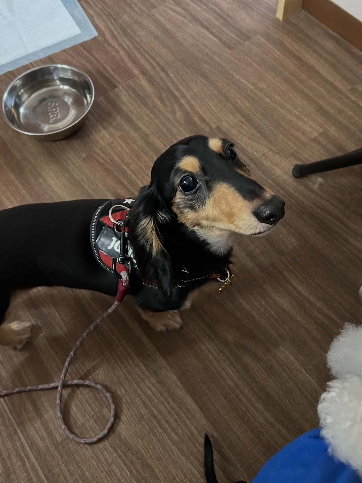 今日はルイくんのお誕生日です🎂✨