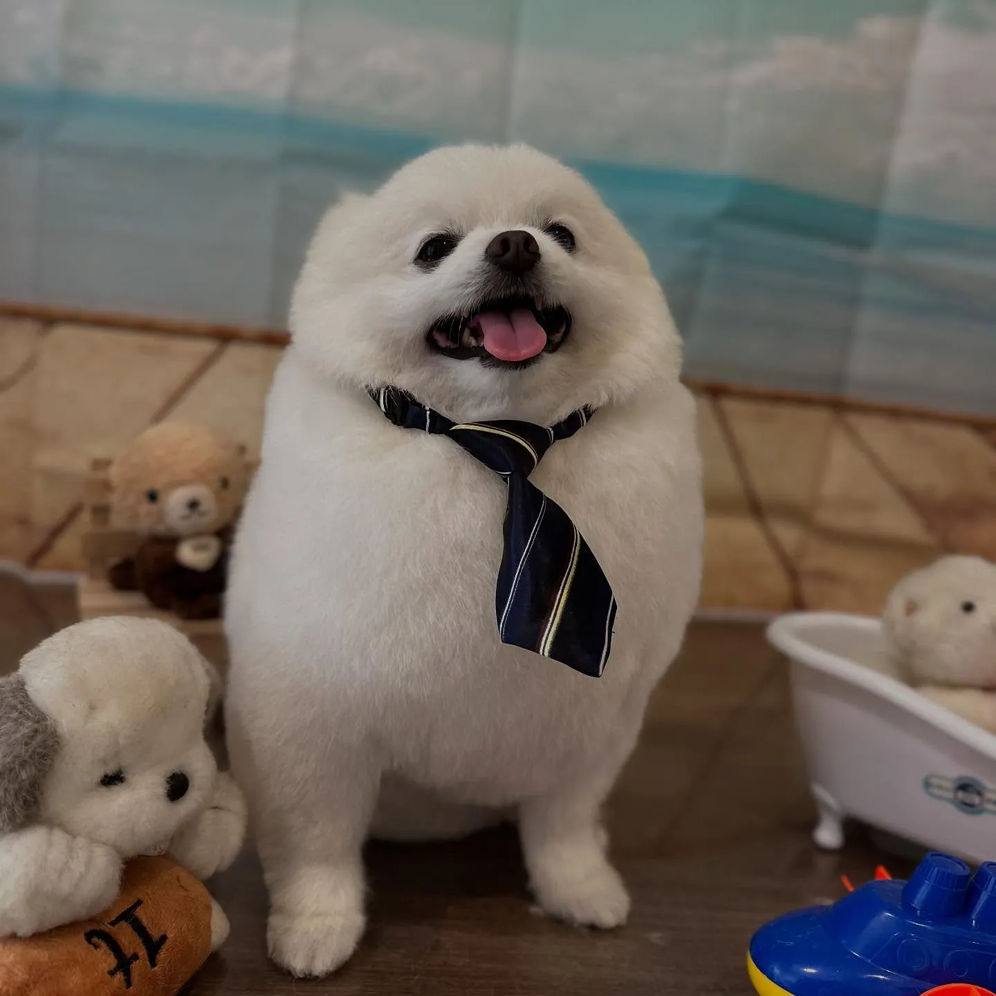 トリミングのセットメニューをご利用頂いたわんこさんたちです❣...