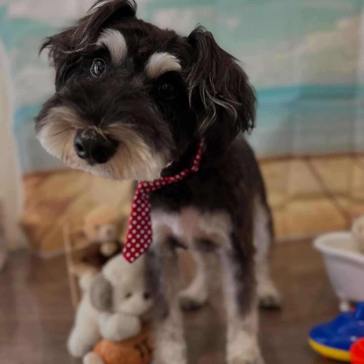 トリミングのセットメニューをご利用頂いたわんこさんたちです❣...