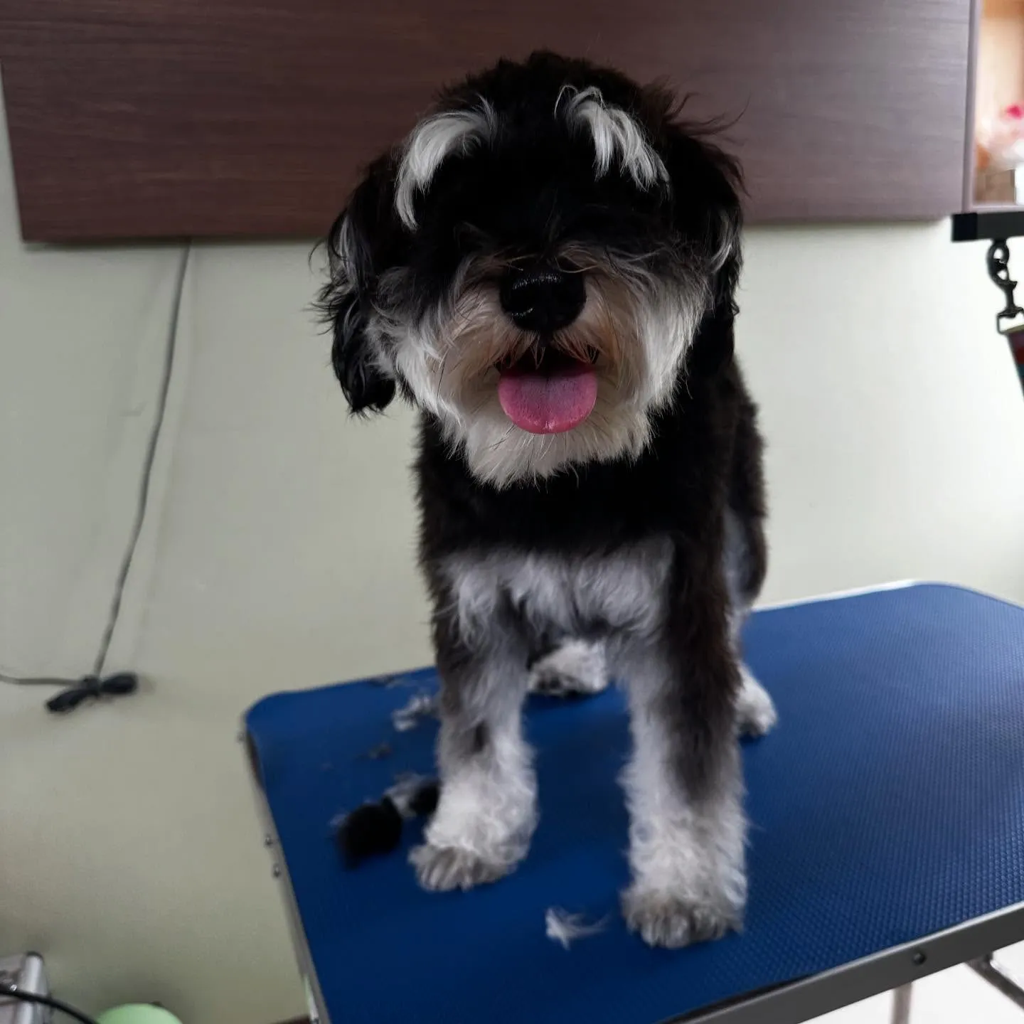 トリミングのセットメニューをご利用頂いたわんこさんたちです❣...