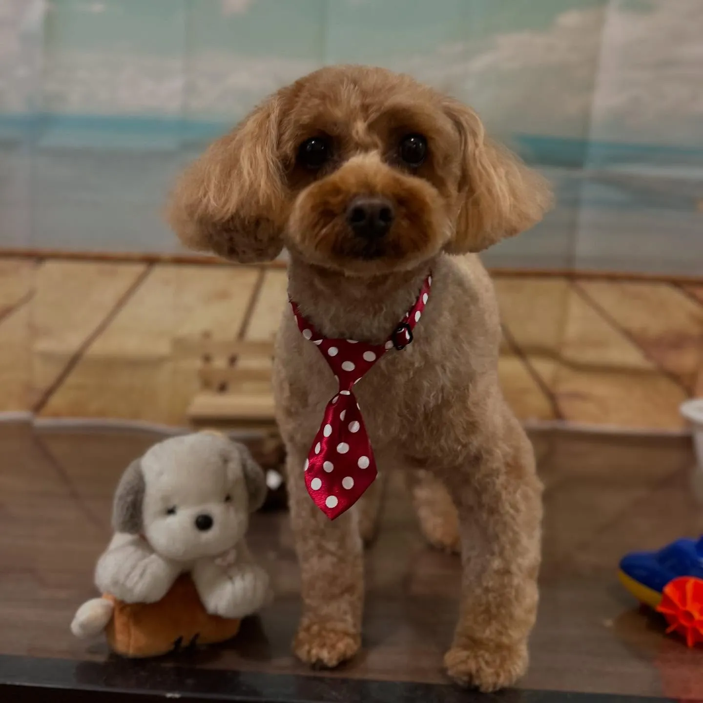 トリミングのセットメニューをご利用頂いたわんこさんたちです❣...