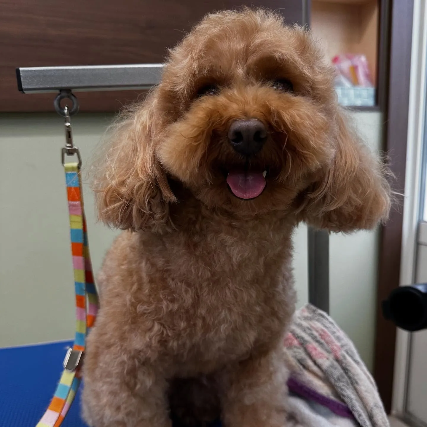 トリミングのセットメニューをご利用頂いたわんこさんたちです❣...