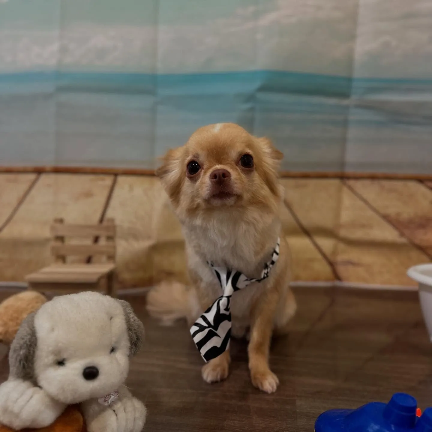 トリミングのセットメニューをご利用頂いたわんこさんたちです❣...