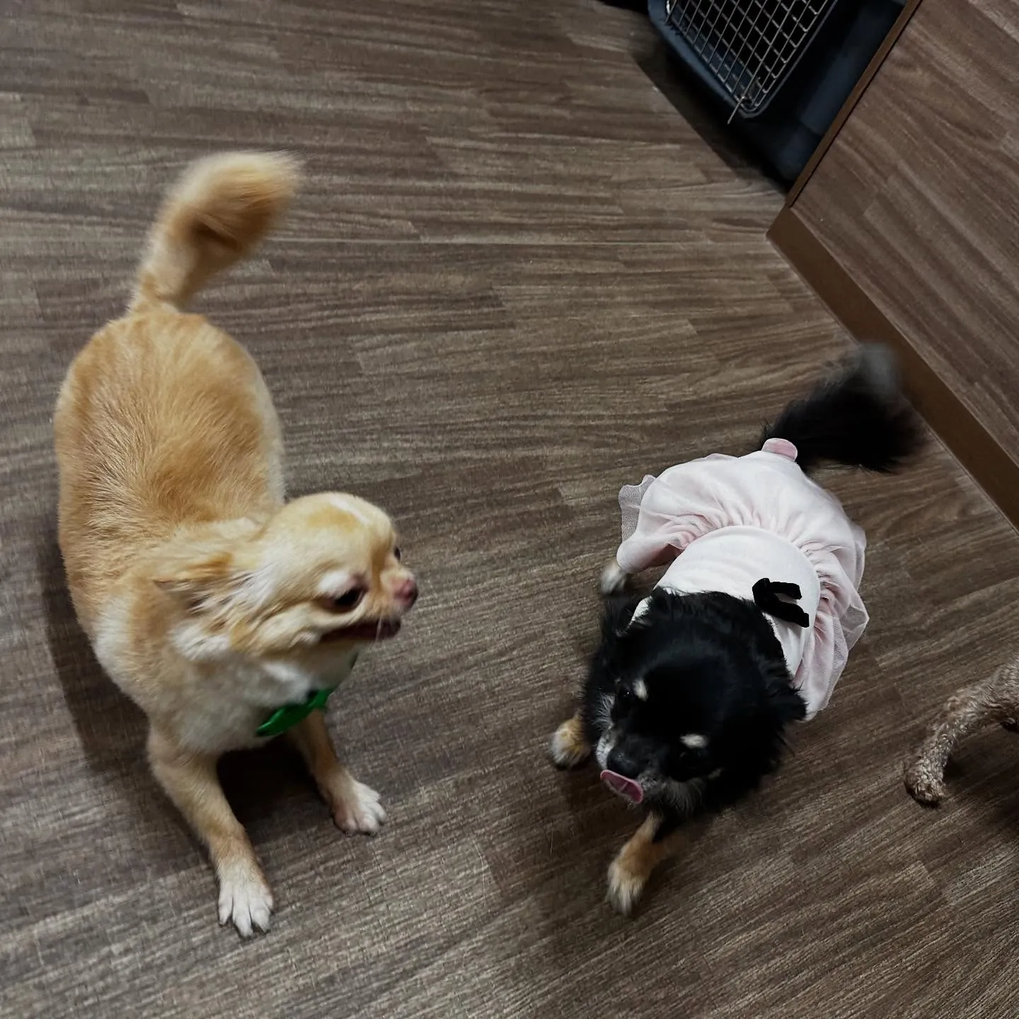 トリミングのセットメニューをご利用頂いたわんこさんたちです❣...