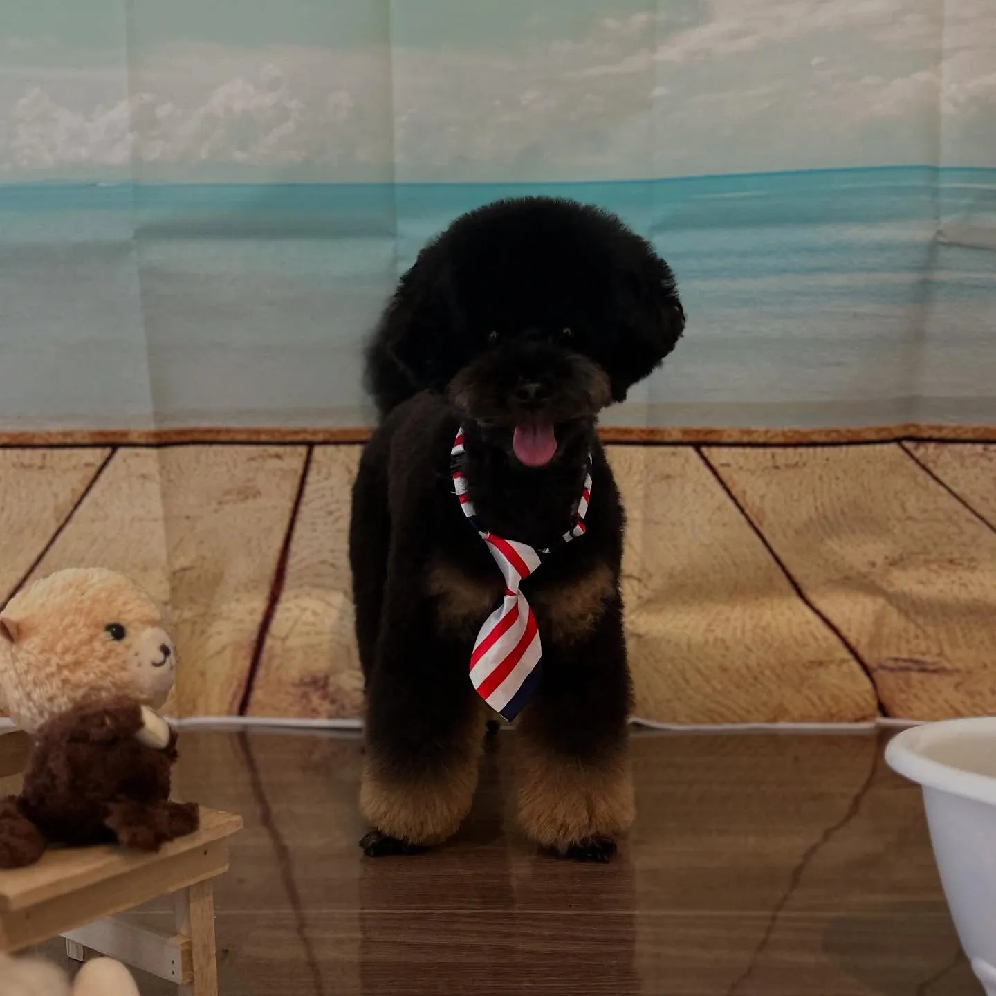 トリミングのセットメニューをご利用頂いたわんこさんたちです❣...